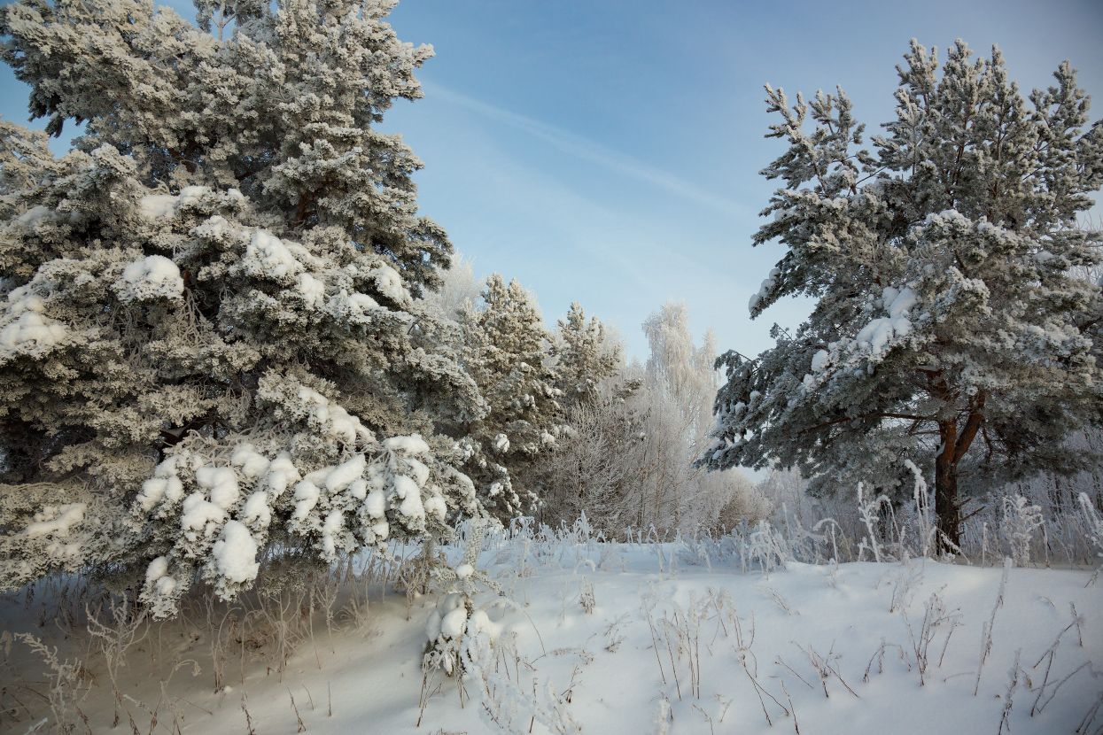 декабрь лес иней снег свет, Дмитрий Алексеев