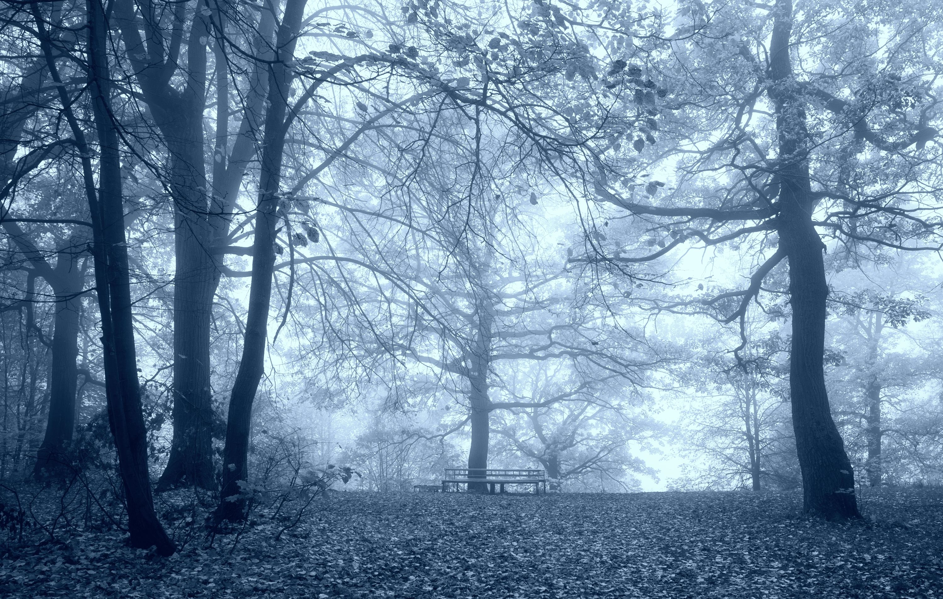 осень утро деревья туман, Андрей Колесов
