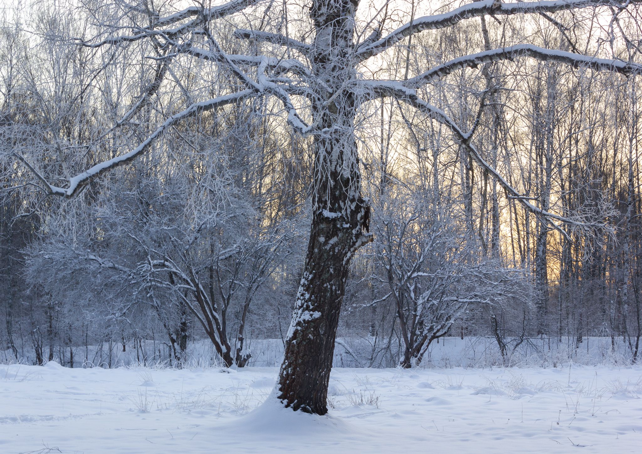 зима, дерево, снег, Ольга Бонина