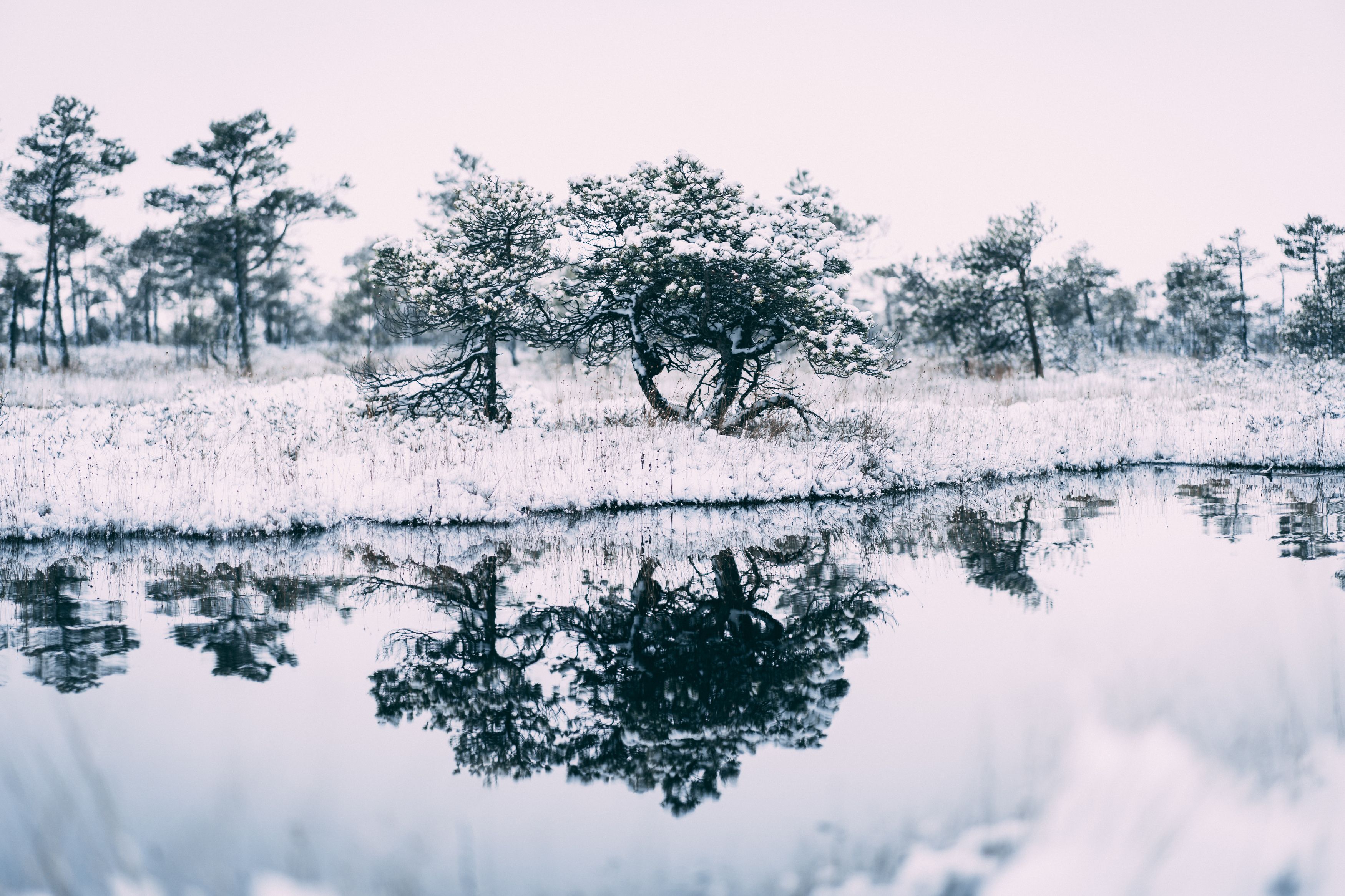 winter, sky, outdoor, new, frost, cover, environment, natural, snowy, beautiful, frozen, ice, forest, season, snow, nature, , Raimond Klavins