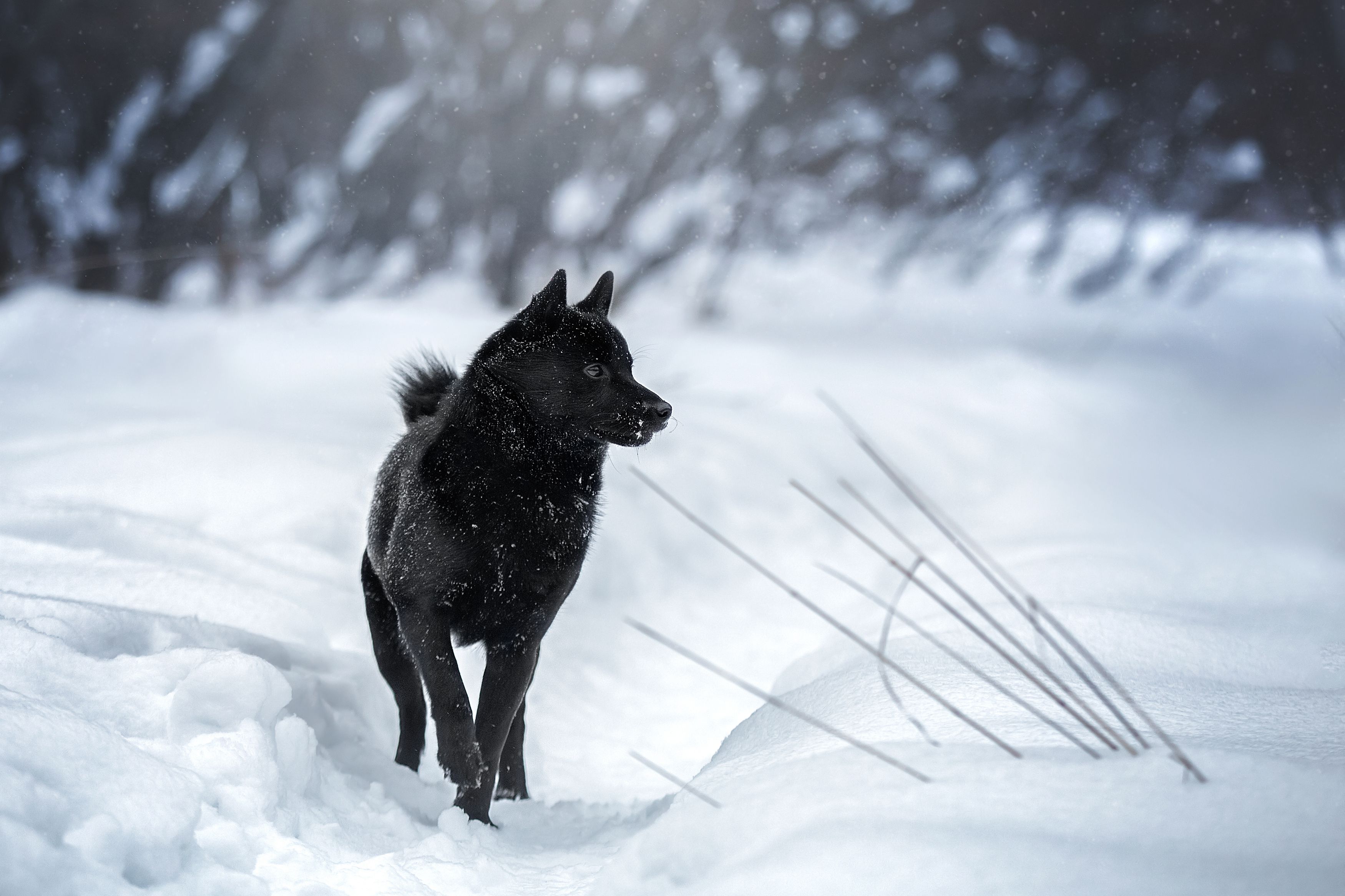 winter sibaschipp archie rescued dog black animal schipperke warrior, Anna Oris