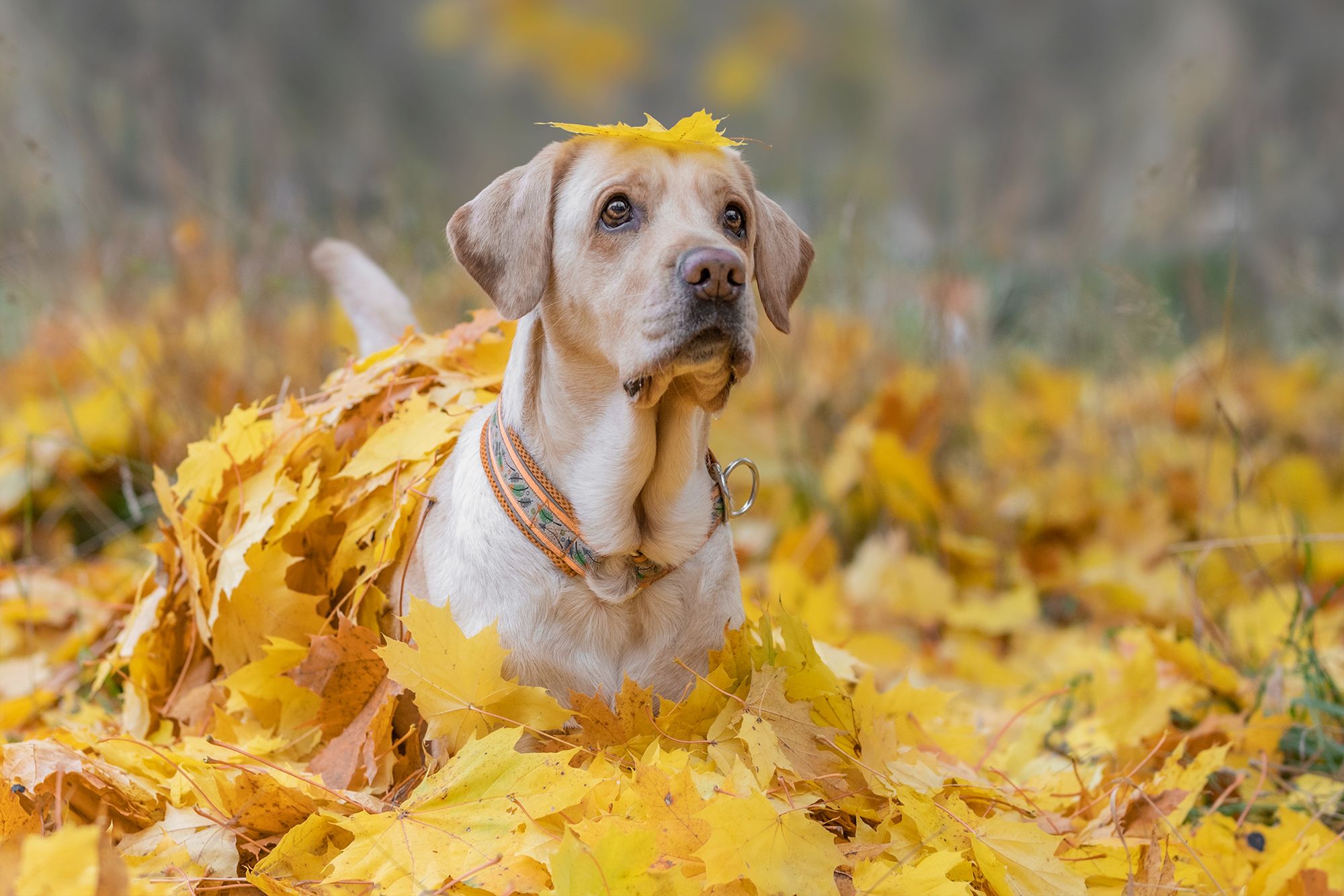 собака, лабрадор, домашние животные, осень, листопад, Мария Шерскова