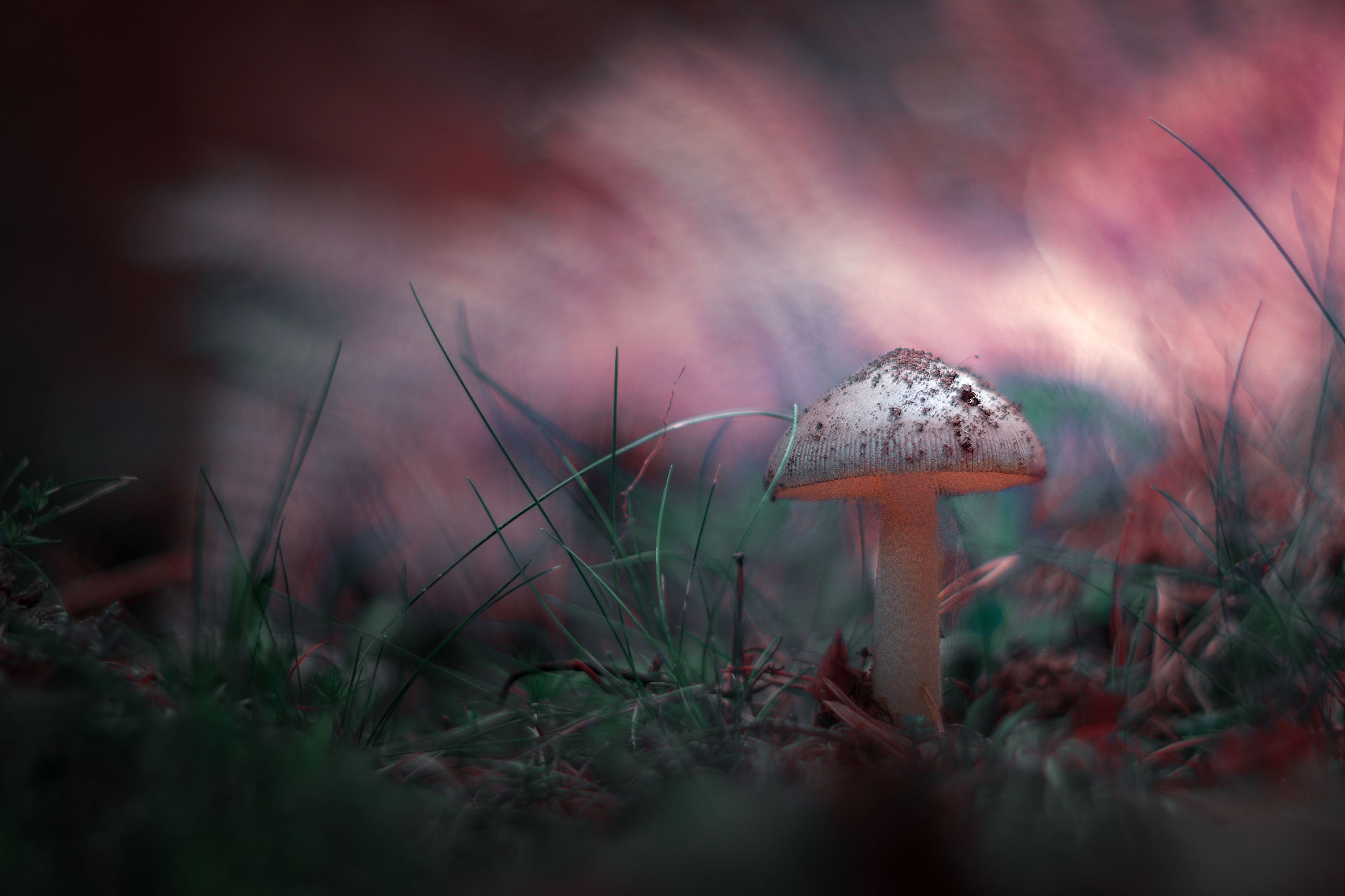 blue,mushroom,wild,nature,light,bokeh,pink,zenit,helios,nikon, Борислав Алексиев