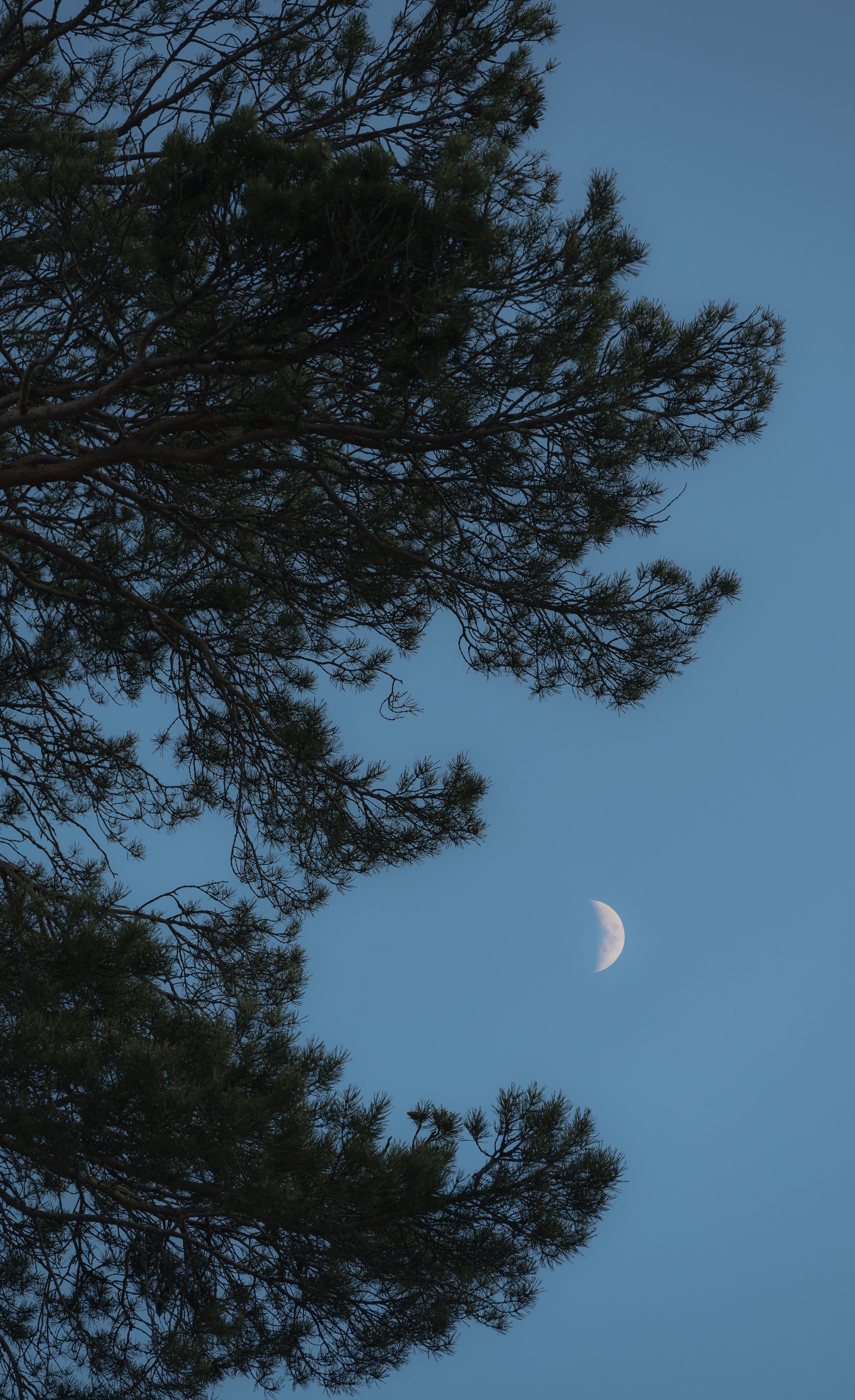 arkhyz landscape  landscape nature mountains forest pine moon, Бугримов Егор