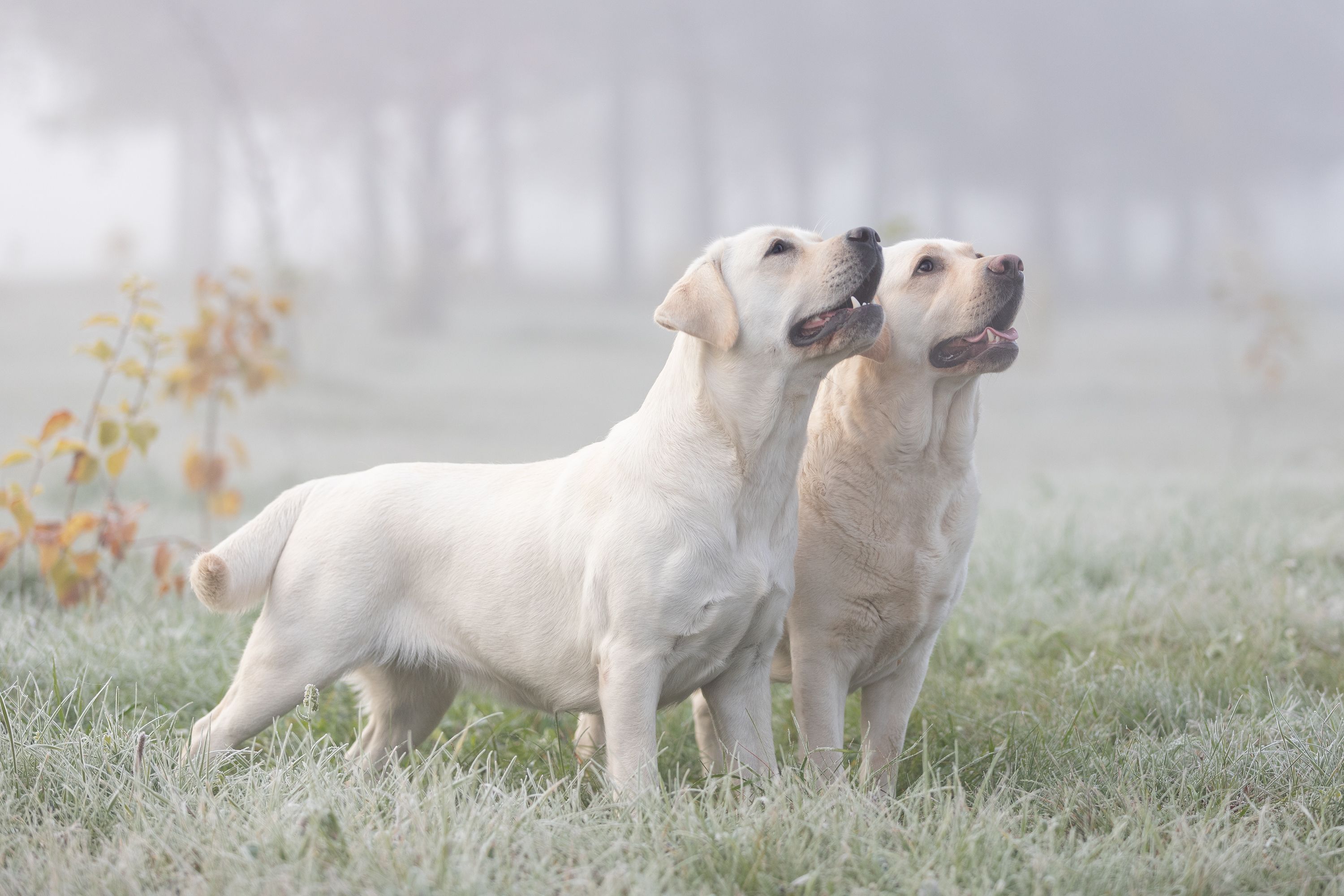 собака, домашние животные, туман, осень, лабрадор, Шерскова Мария