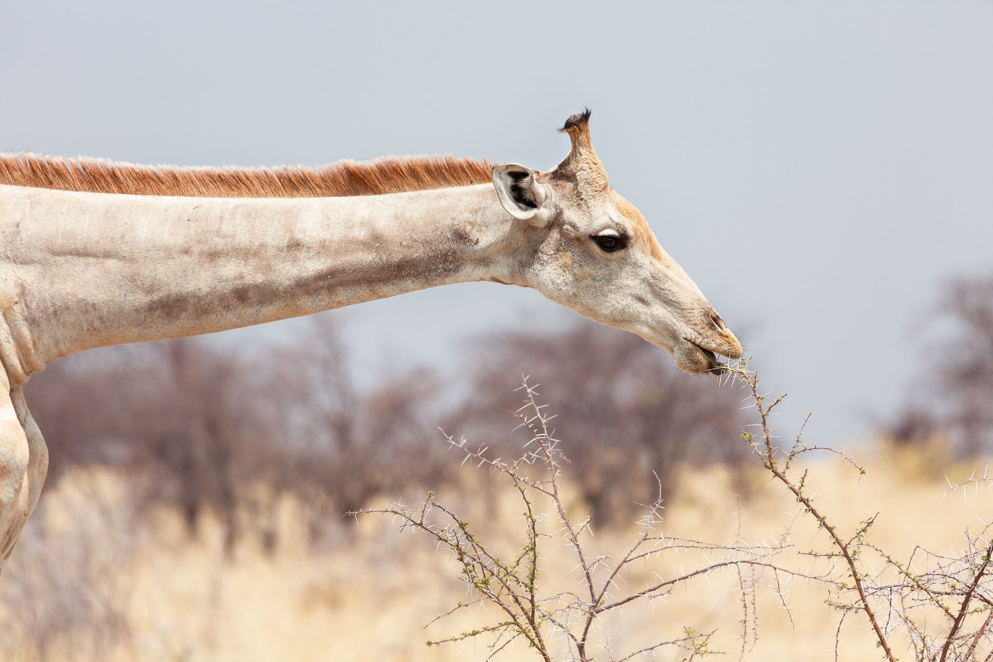 #намибия #жираф #акация #африка #еда #этоша #парк #africa #namibia #etosha #park #Giraffe, Наталия Деркач