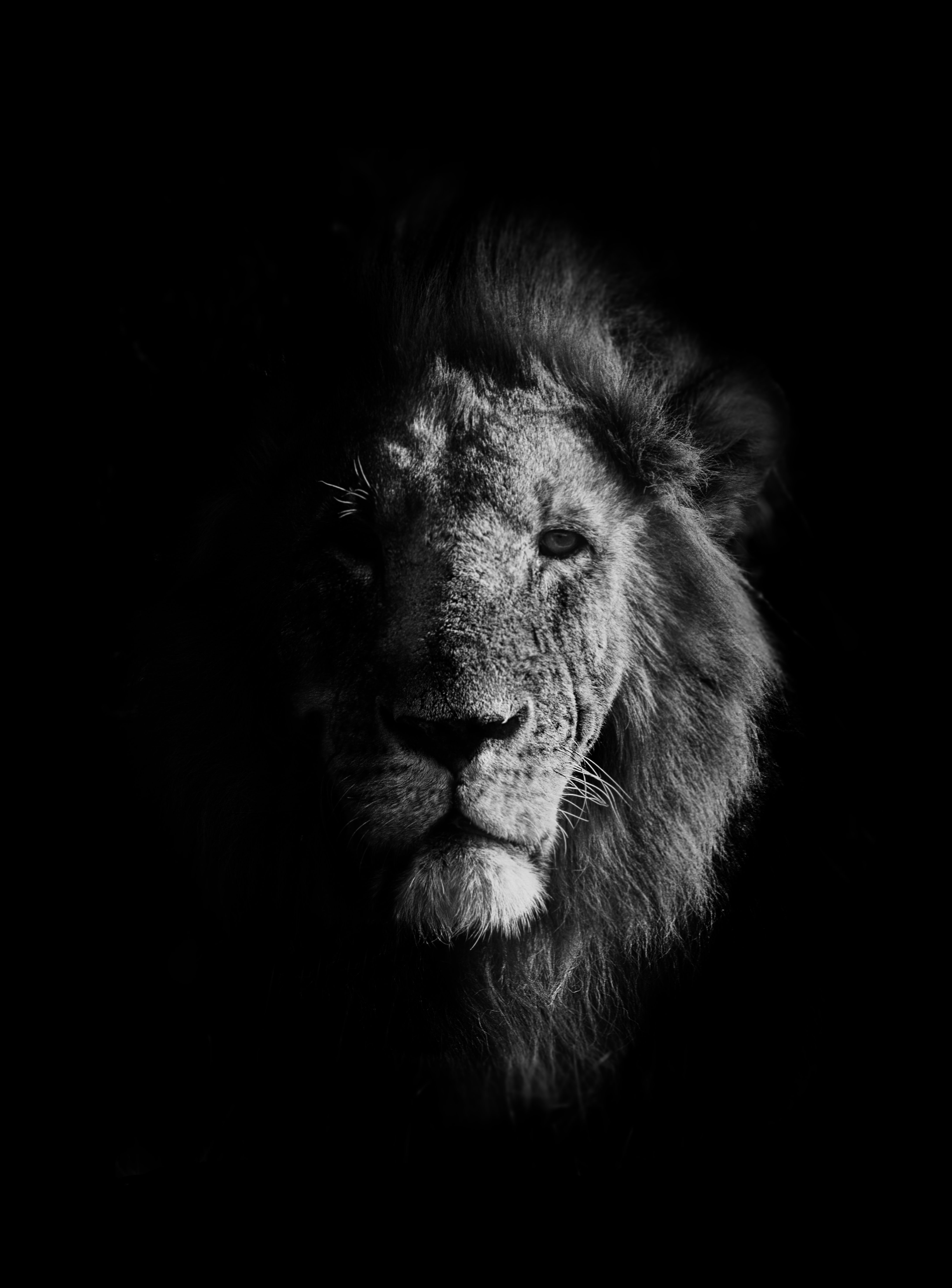 lion, animal, big cat, animal photo, Roman Bevzenko