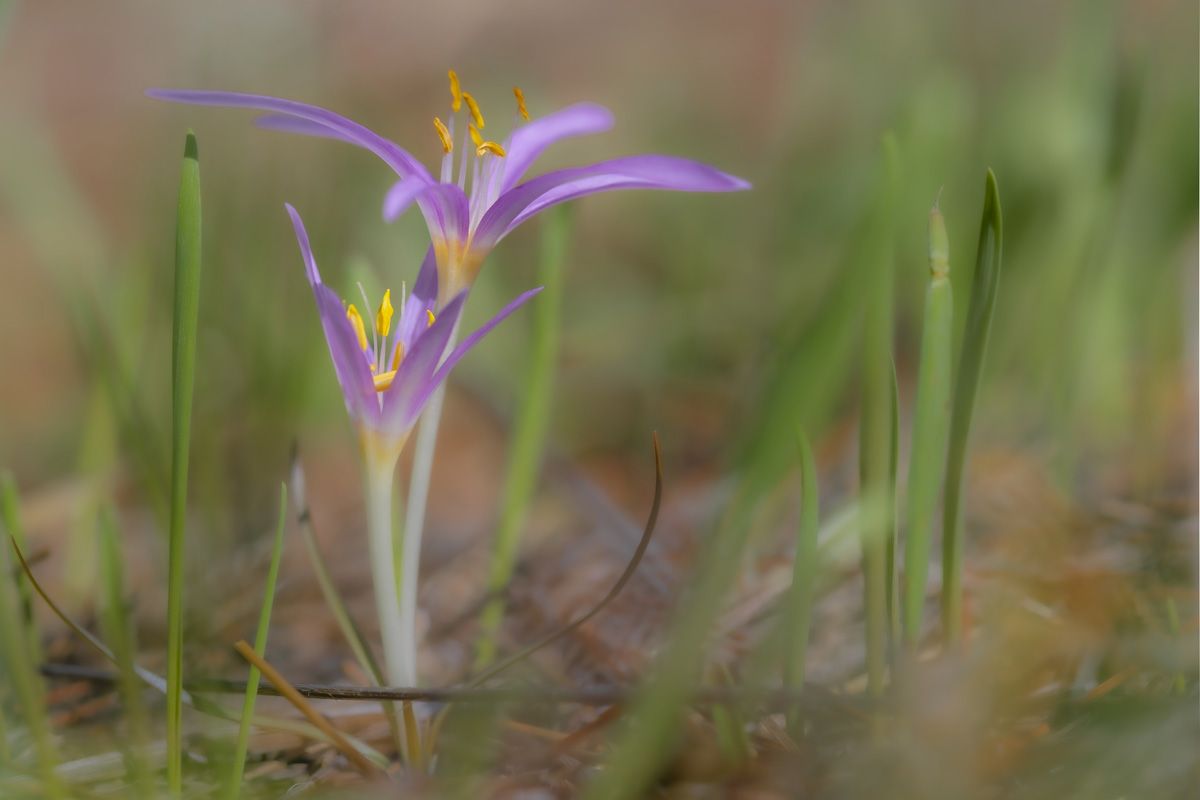 flowers, macro, nature, grass, Nikolay Tatarchuk