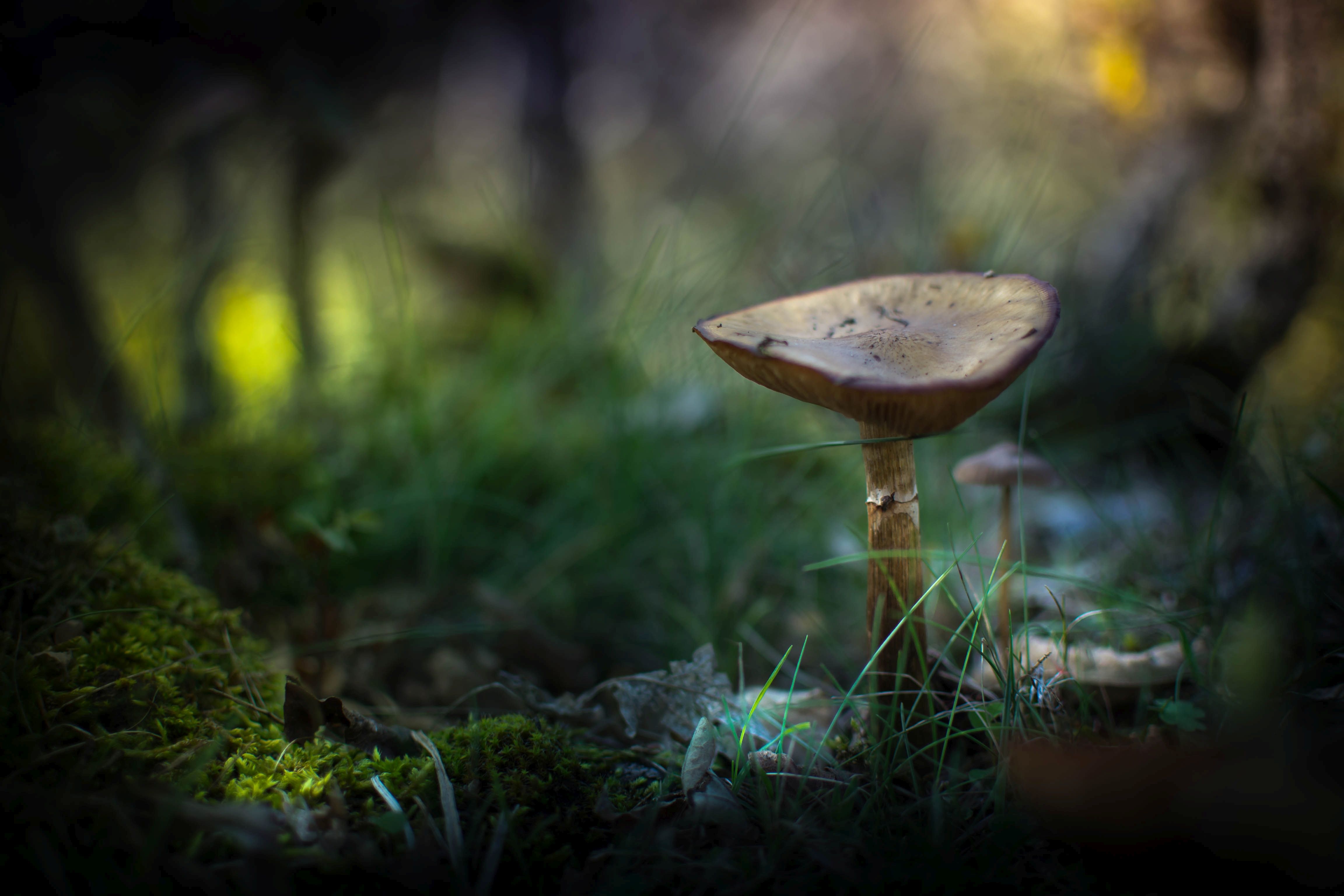 green,mushroom,wild,nature,light,bokeh,zenit,helios,, Борислав Алексиев
