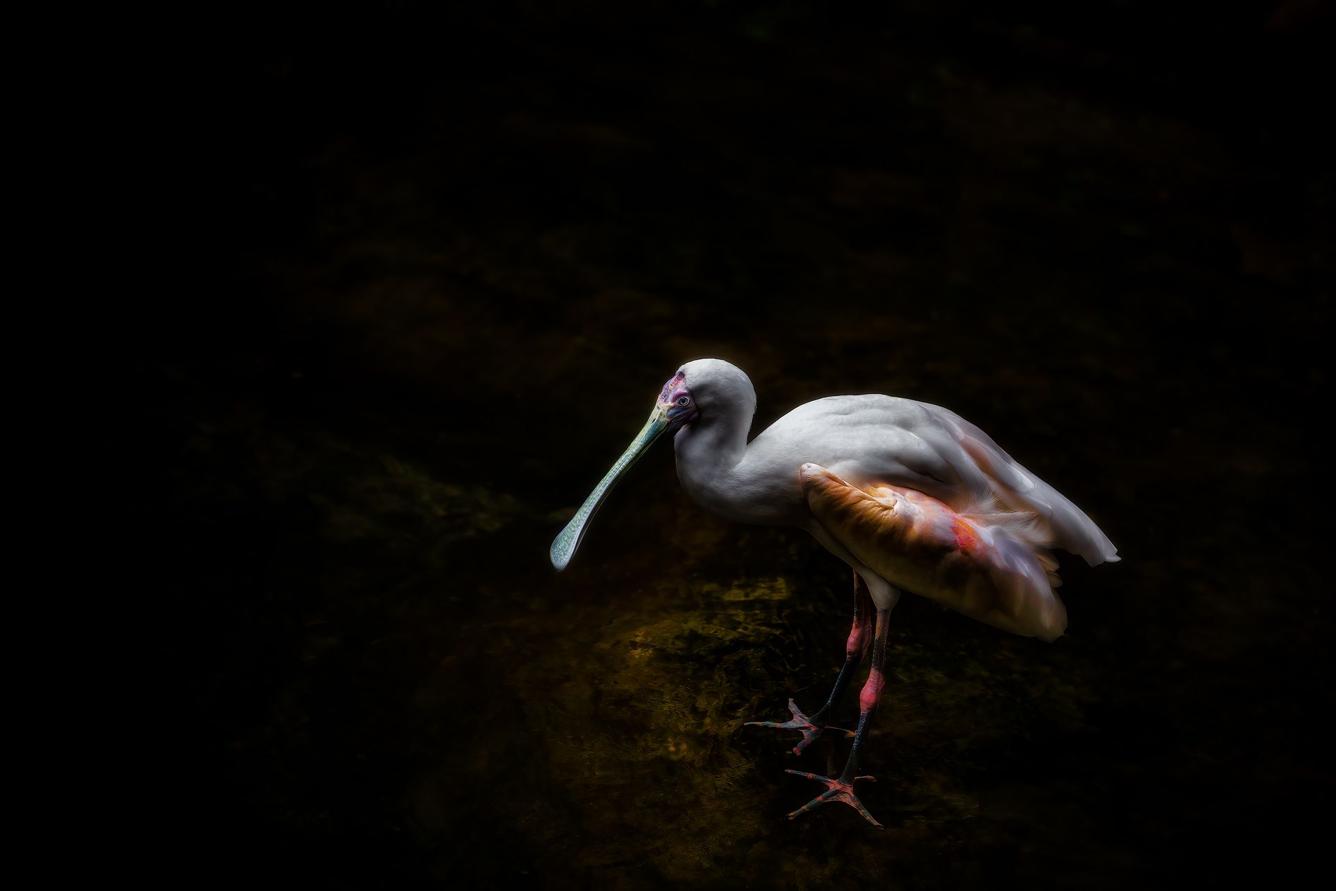 wildlife, animal, nature, lifestyle, outdoor, lonely, loneliness, spoonbill, water, bird, feather, zoo, safari, Zhao Huapu