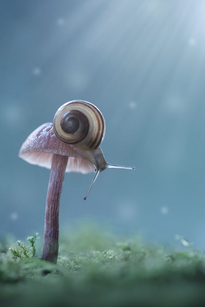 улитка, snail, грибы, макро, macro, волшебное макро, Марина Хилько