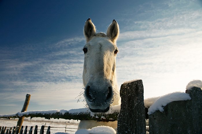 коник, лошадь, зима, гринево, Lelya