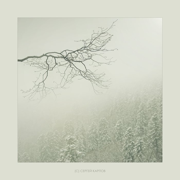 пейзаж, туман, дерево, ёлки, Сергей Карпов
