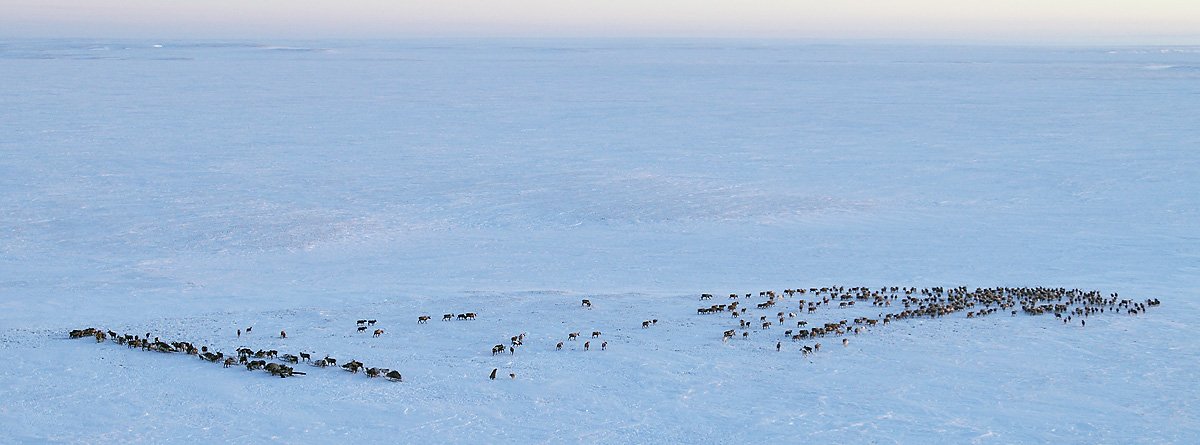 север, панорама, репортаж, олени, жизни на краю земли, Danil Husainov