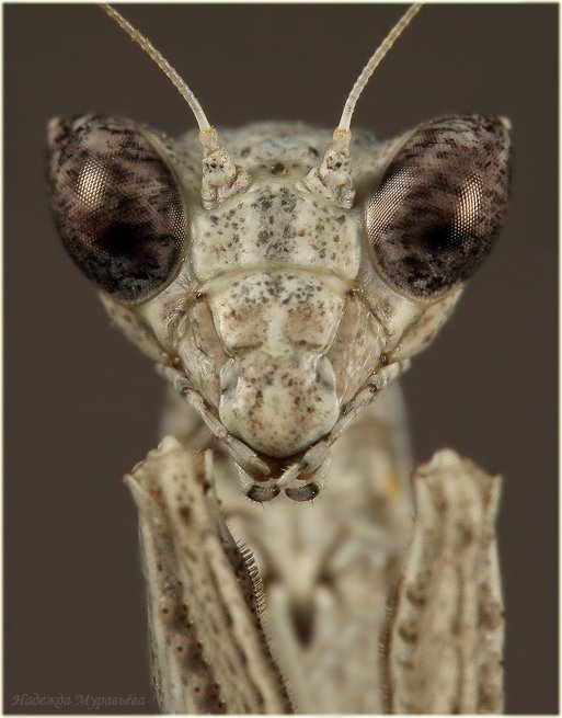 dyctioptera, mantidae, богомол, ameles, heldreichi, самка, Надежда Муравьёва