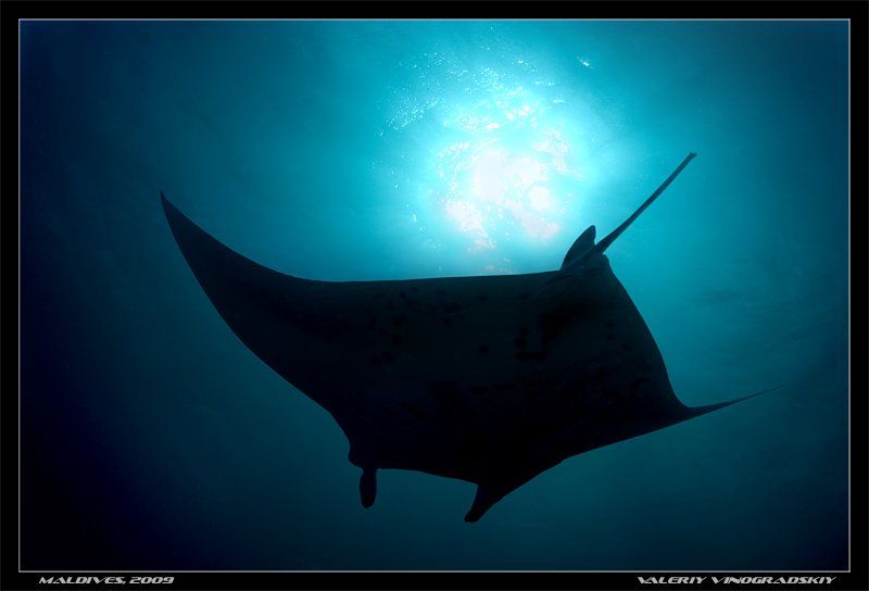 манта, подводное фото, океан, Виноградский Валерий