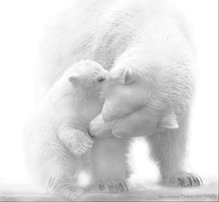 белые медведи, секреты, Ольга Сибирёва