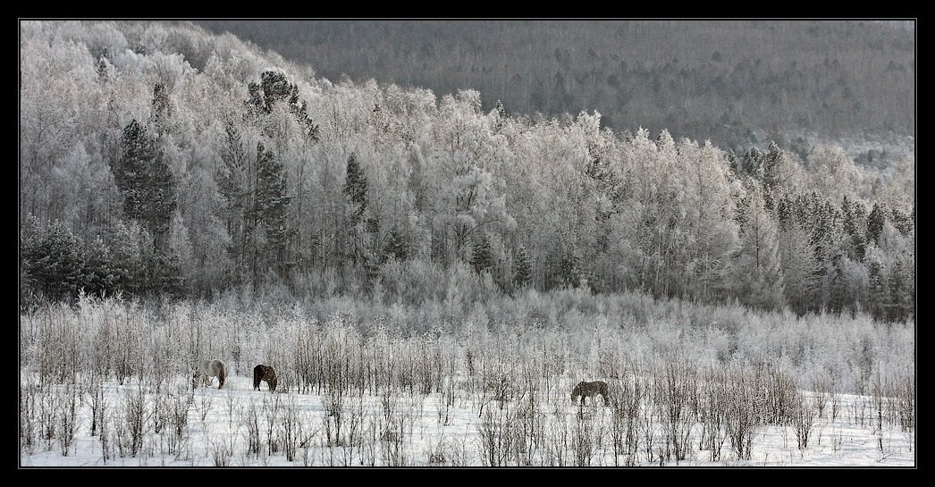 кони, лес,  зима, i_GO