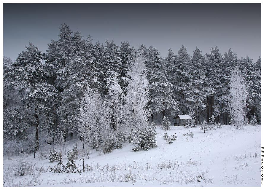 лес, природа, зима, Алексей Строганов