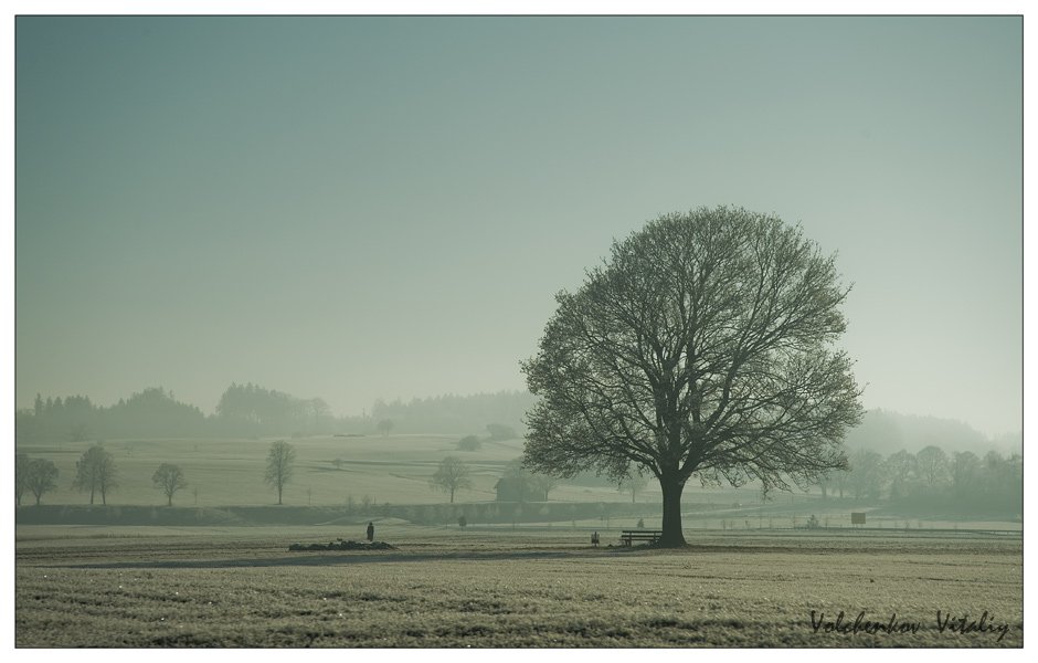 дерево, туман, Vital