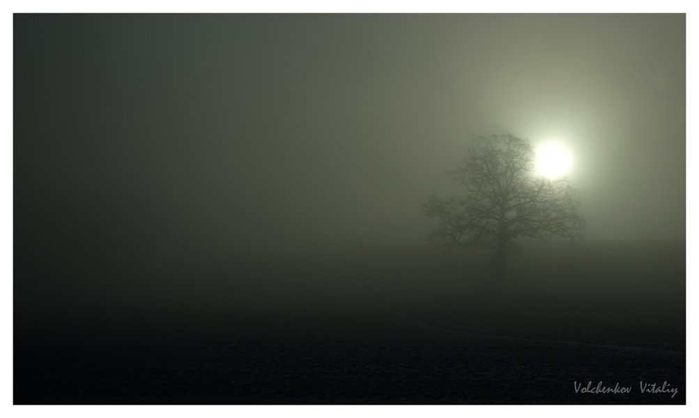 дерево, туман, Vital