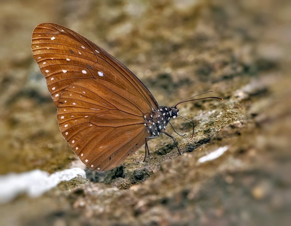 Butterfly, Closeup, Lao, Laos, Macro, Бабочка, Лаос, Макро, Alexey Gnilenkov
