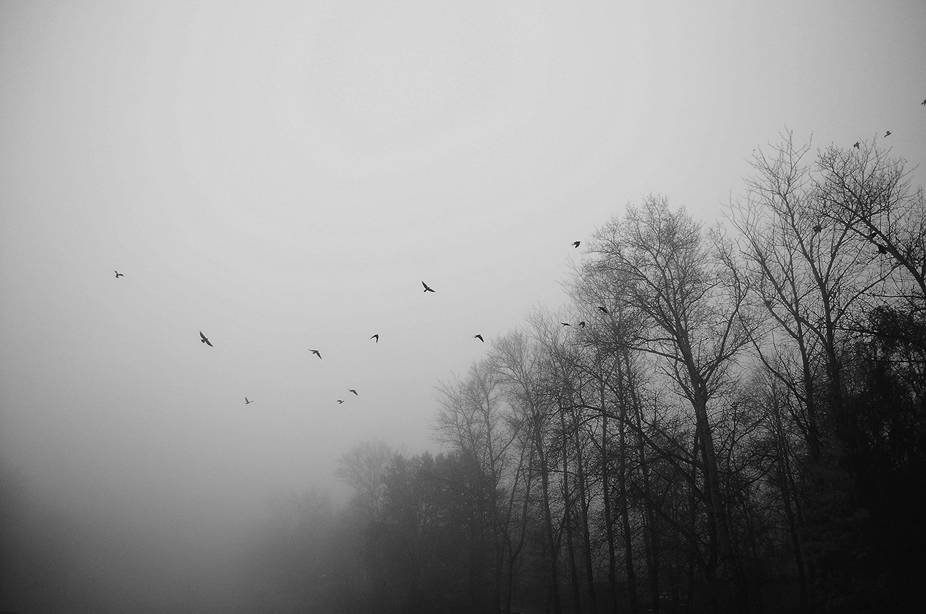 Birds, Black, Black and white, Trees, Рустем Галямов