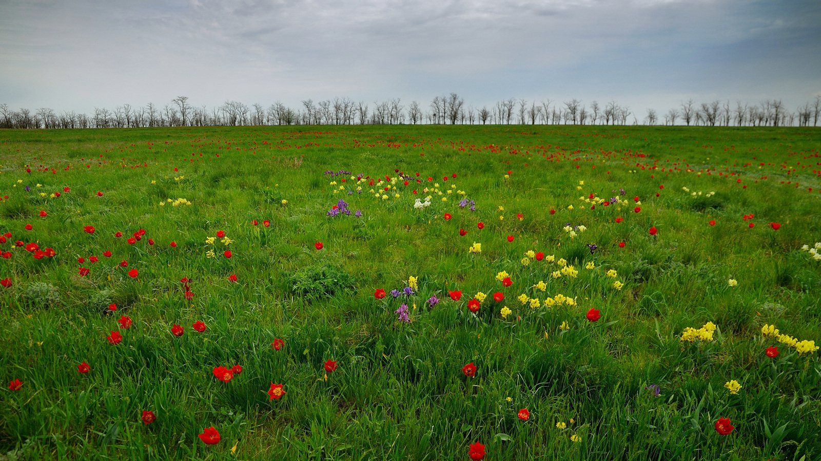 весна, степь, цветы, тюльпаны, ирисы, природа, пейзаж, Serj Master