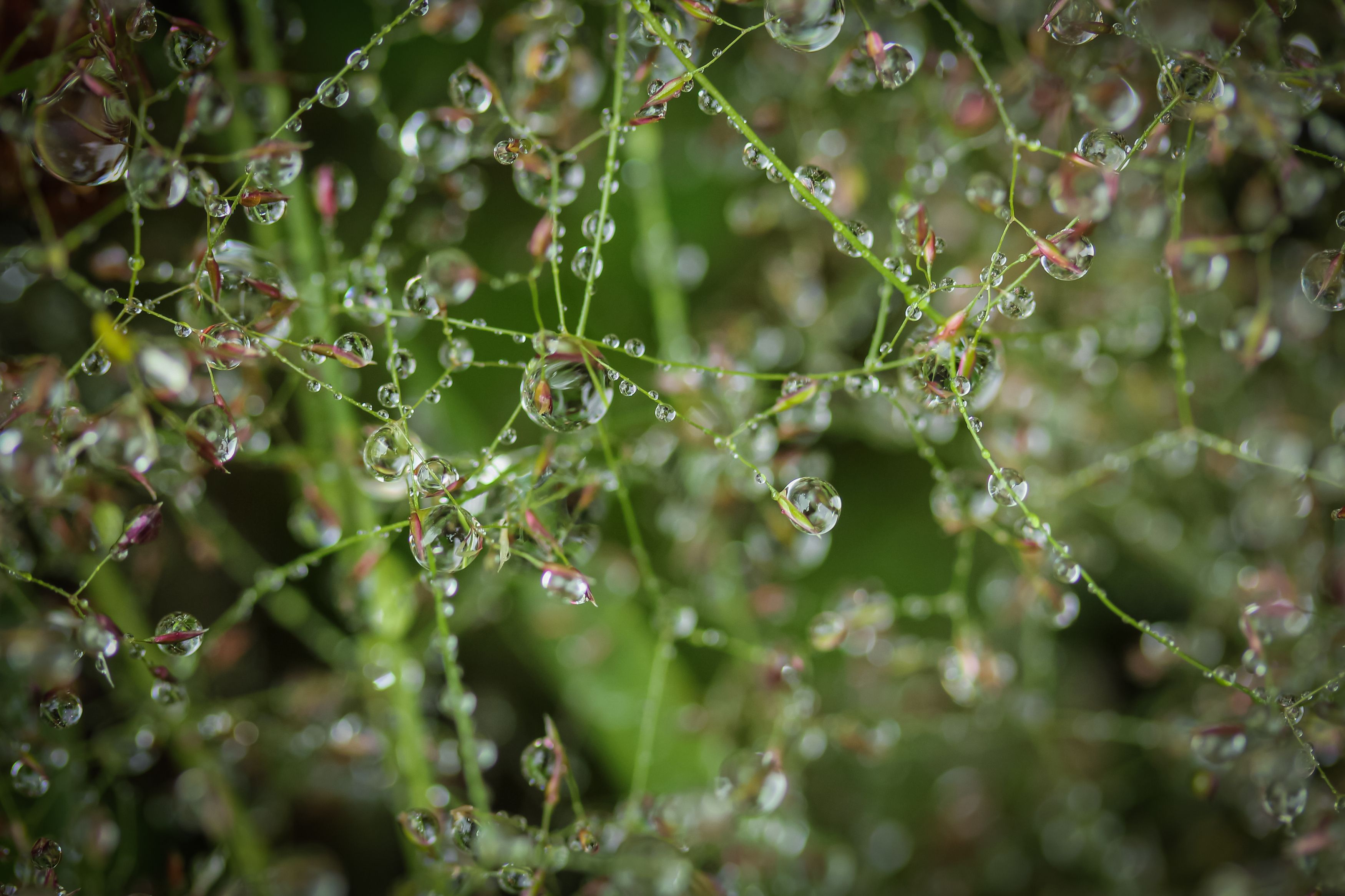 waterdrops, macro, plants, rain, flower, nature, Бравичева Анастасия