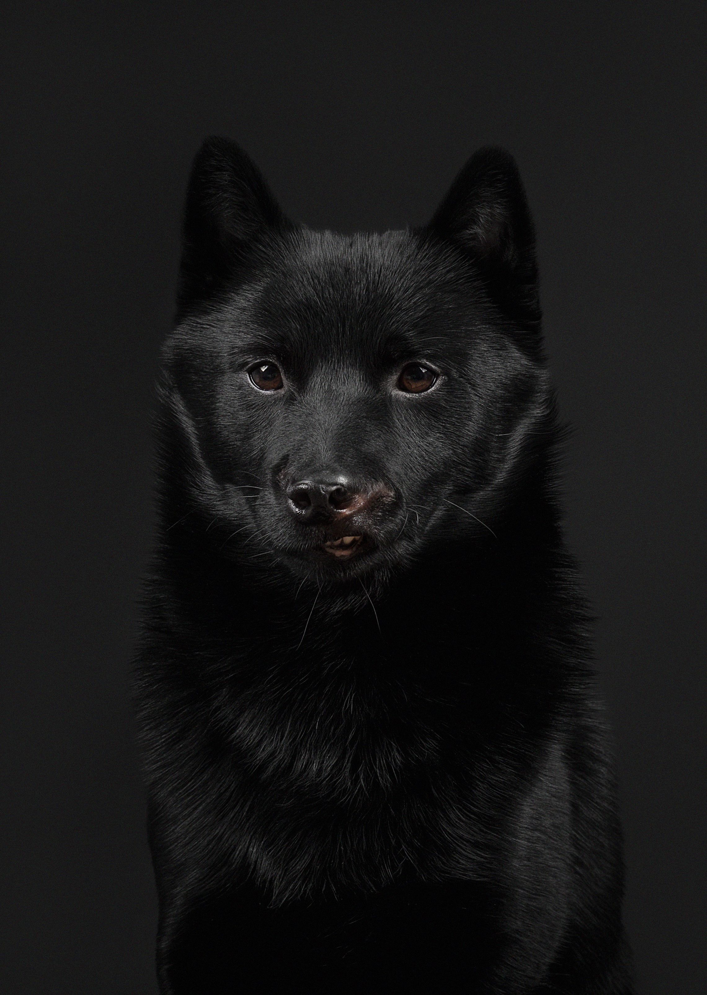 rescued dog black dog portrait studio black on black, Anna Oris