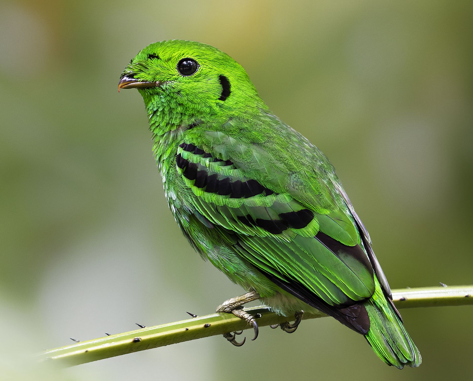 Wildlife, bird, Malkoha, Bird with prey, outdoor, nature, bird photography, colorful, PARTHA ROY