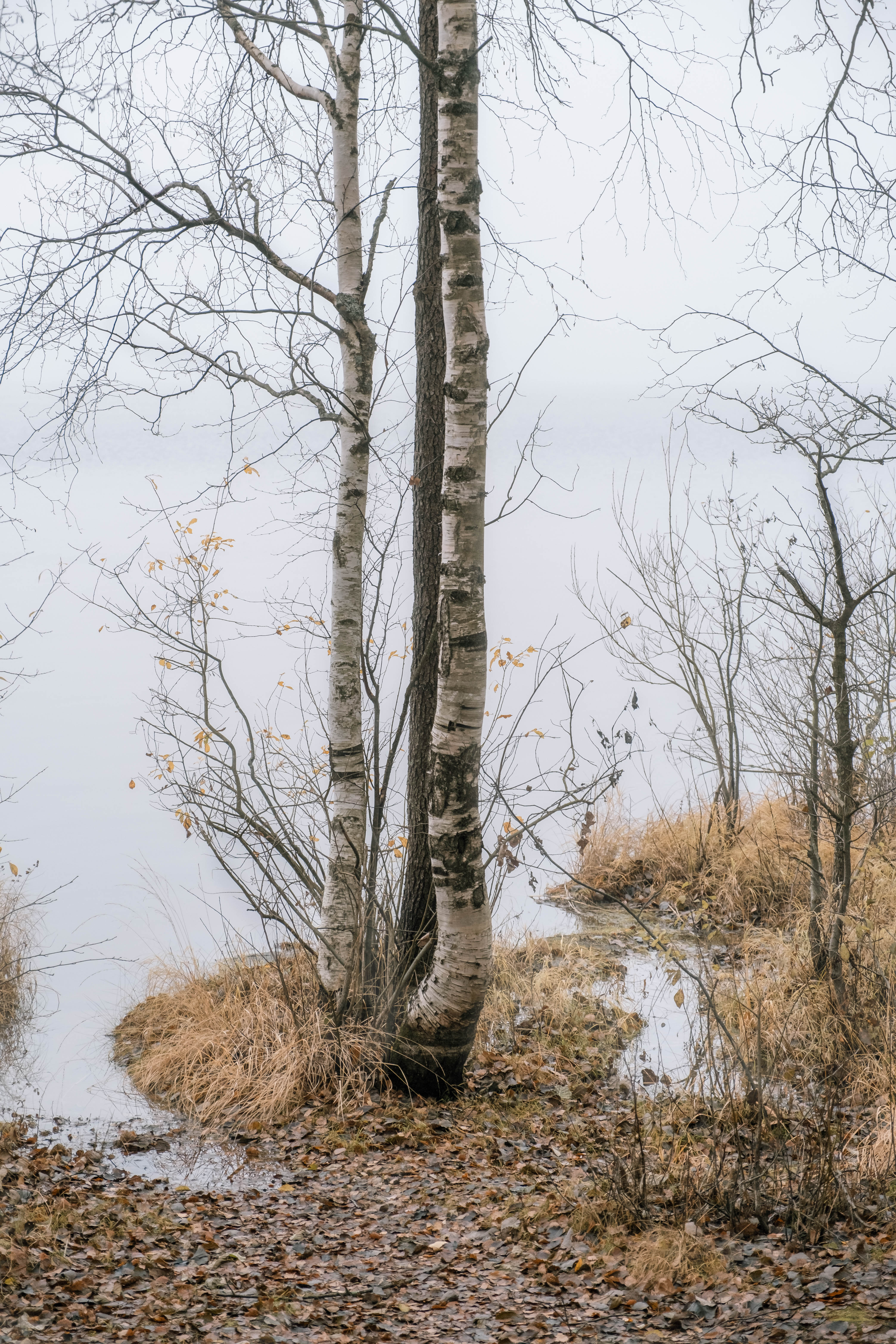 туман, осень, озеро, пейзаж, fog, autumn, lake, landscape, Наталья Деменкова