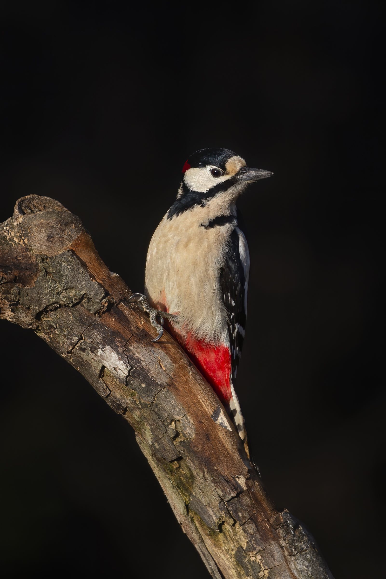 Great Spotted Woodpecker (Dendrocopos major) , Rimantas Stankunas