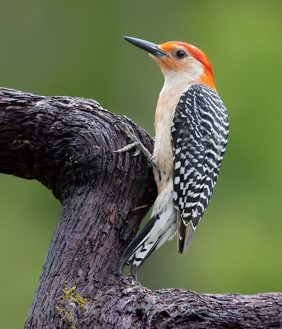 дятел, каролинский меланерпес, red-bellied woodpecker, woodpecker, Elizabeth Etkind