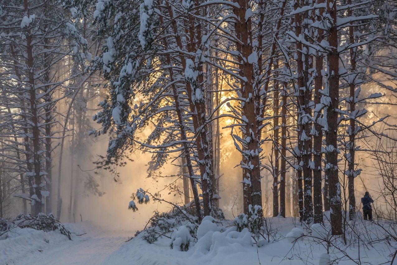 январь лес снег свет, Дмитрий Алексеев