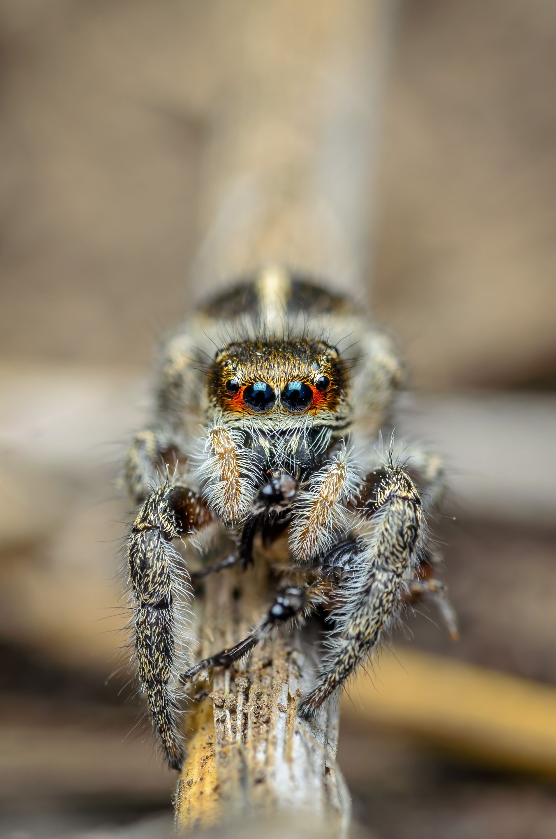 скакунчик, паук, макро, природа, spider, jumping, Сергей Чебанов