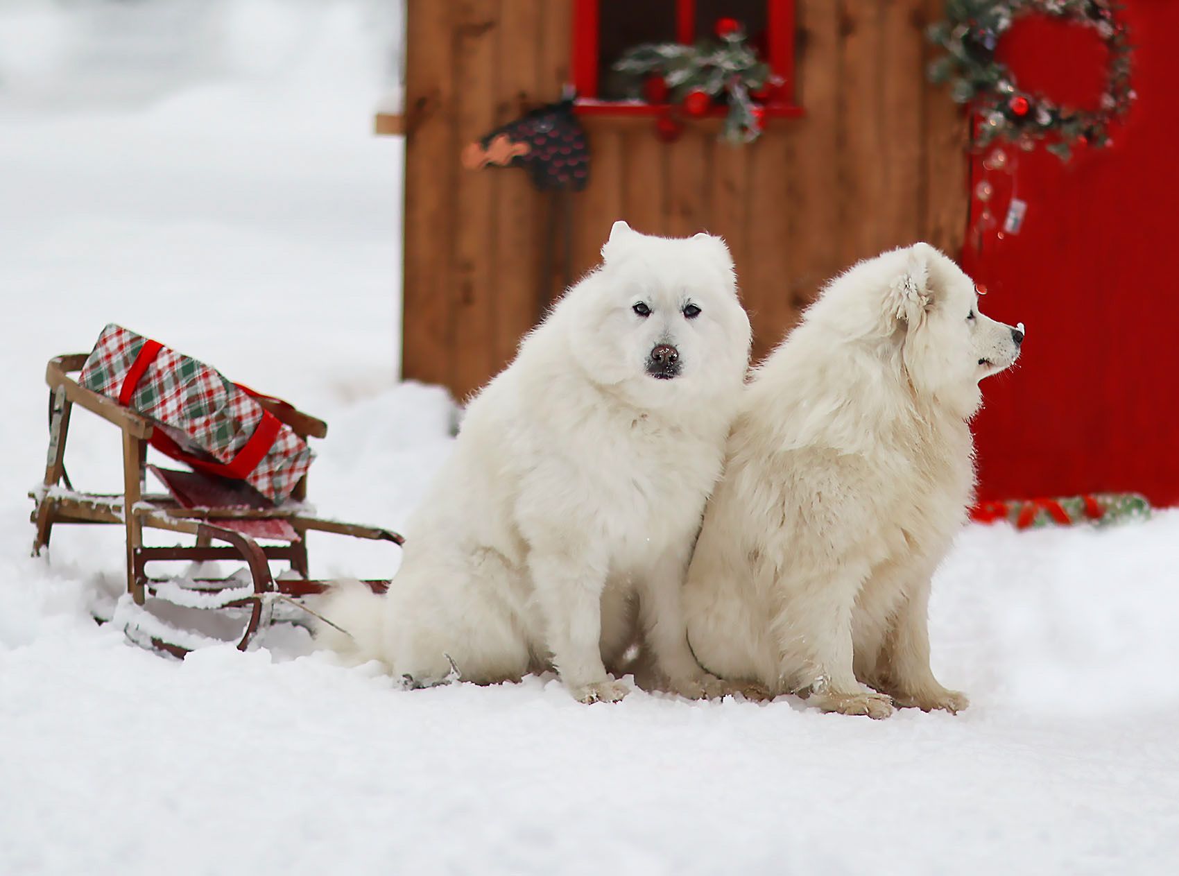 собаки,красавцы,сани,подарки,зима, dogs, sledge, present, winter, Юлия Стукалова