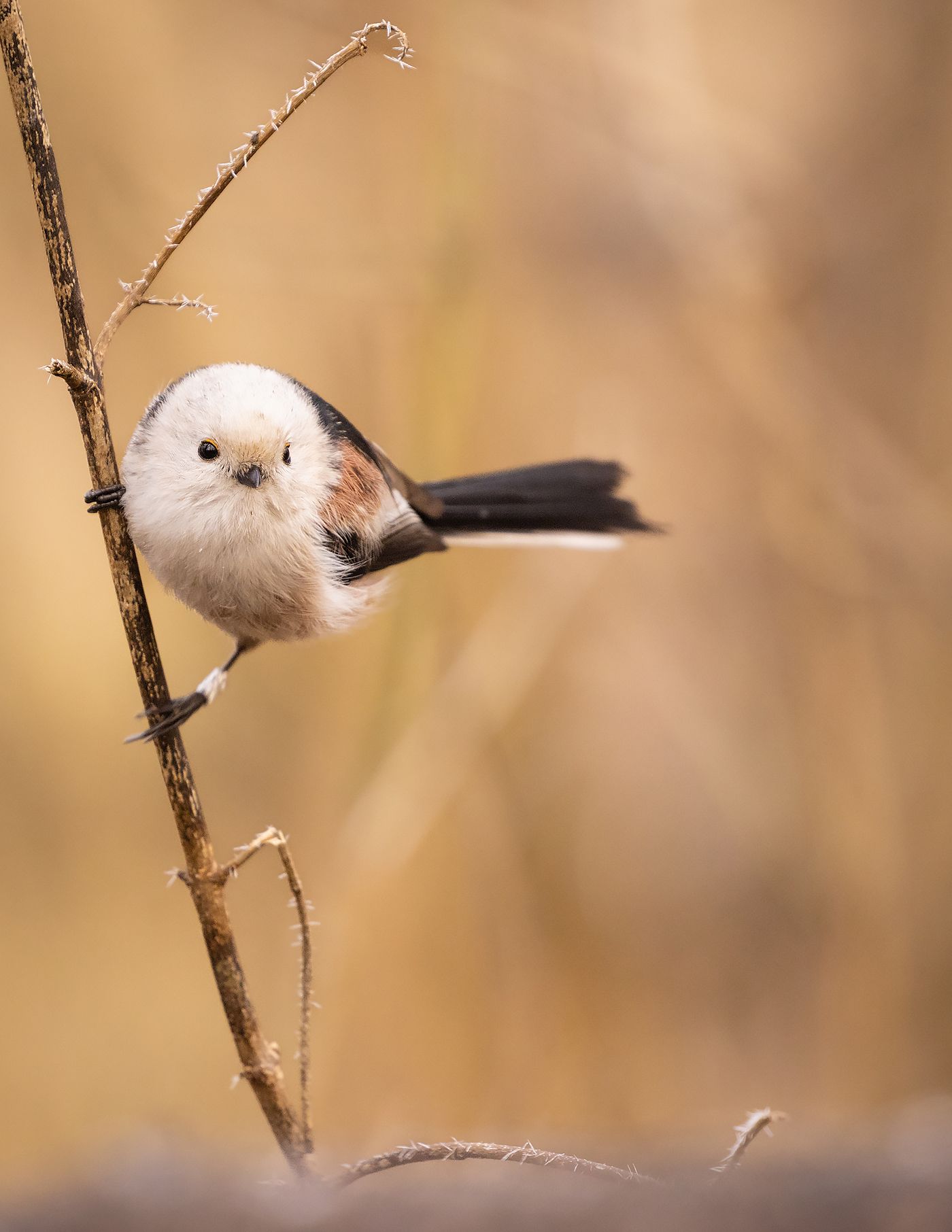 , Robert Adamec