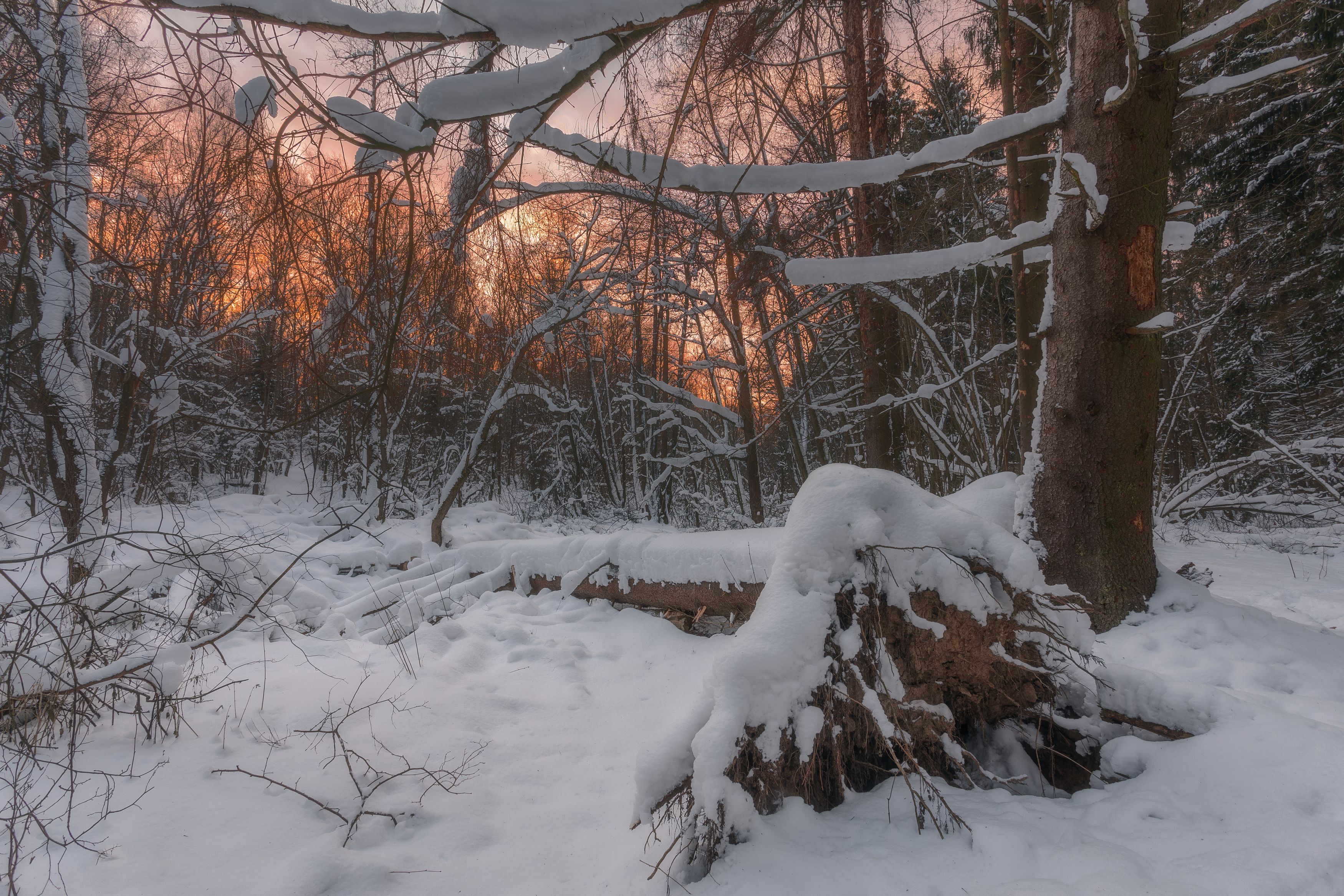 зима, природа, закат, Московская область, пейзаж, зимний лес, закат в лесу, Мартыненко Дмитрий
