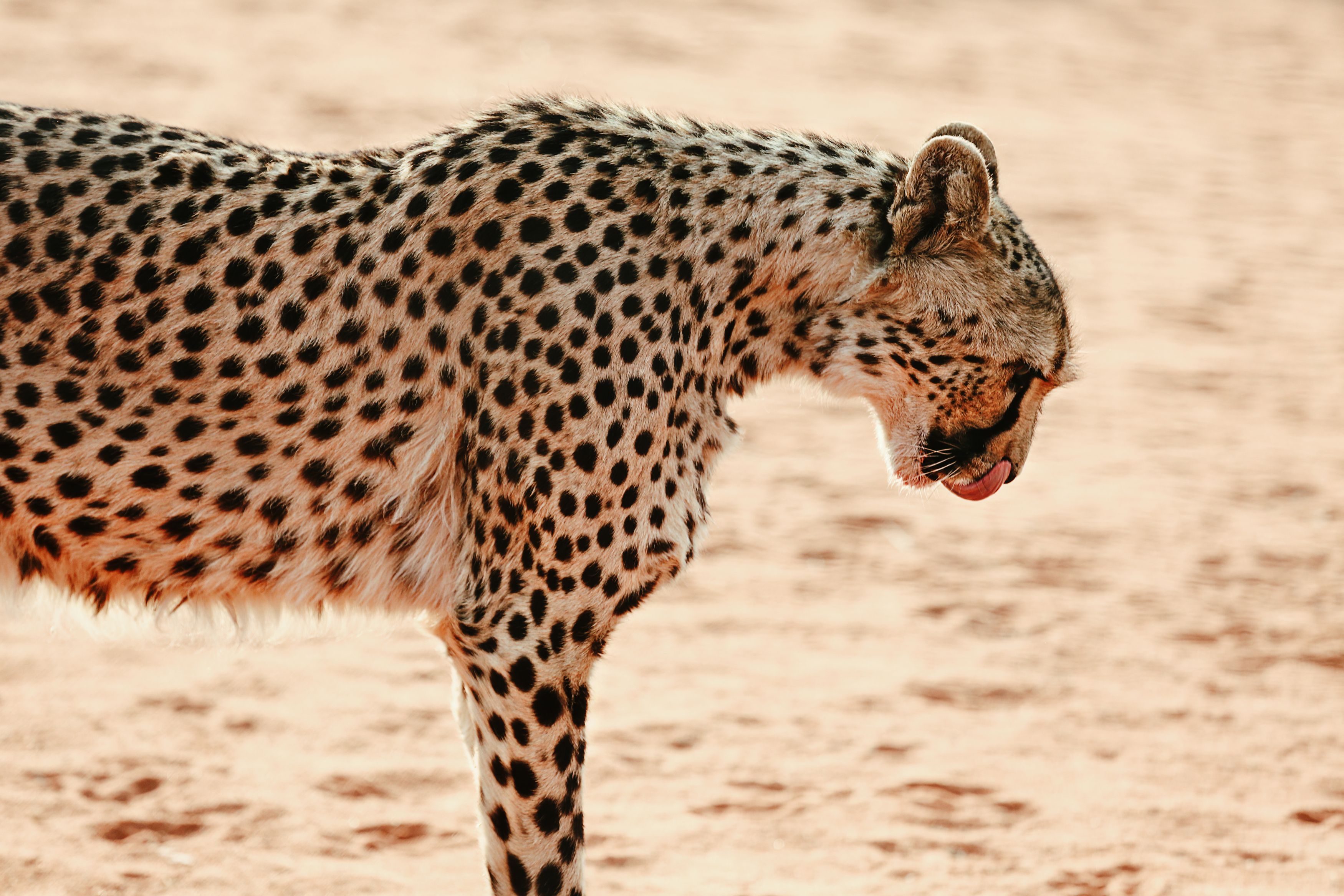 #гепард #африка #сафари #намибия #калахари  #africa #namibia #safari #etosha #cheetah, Наталия Деркач