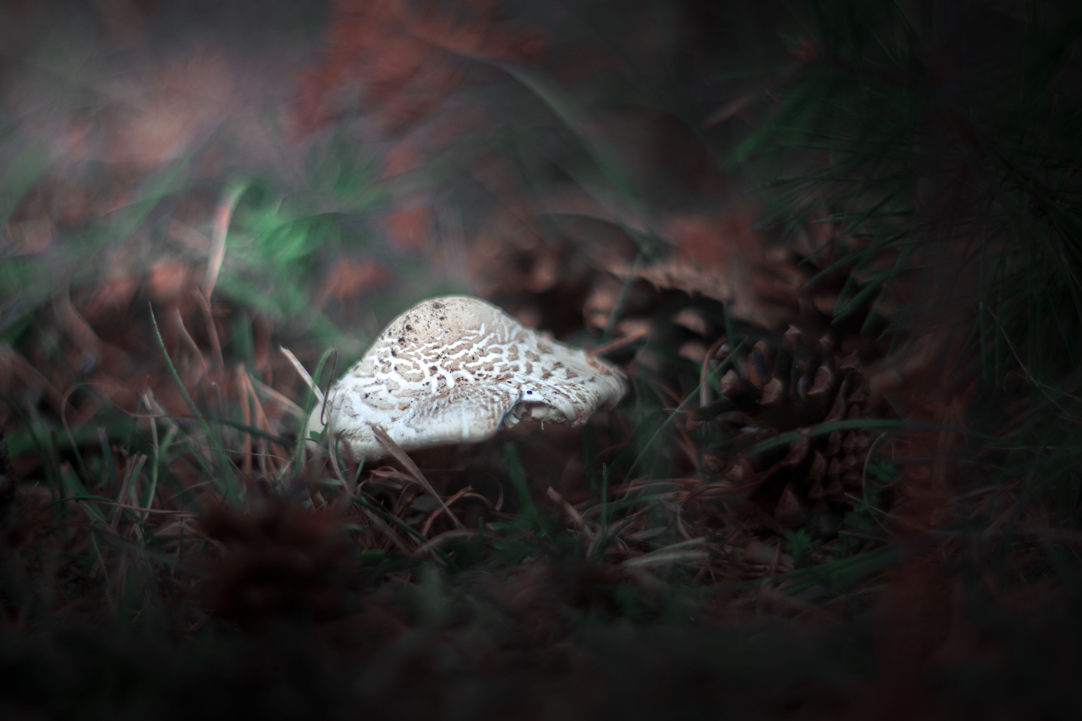 green,mushroom,wild,nature,light,bokeh,zenit,helios,, Борислав Алексиев