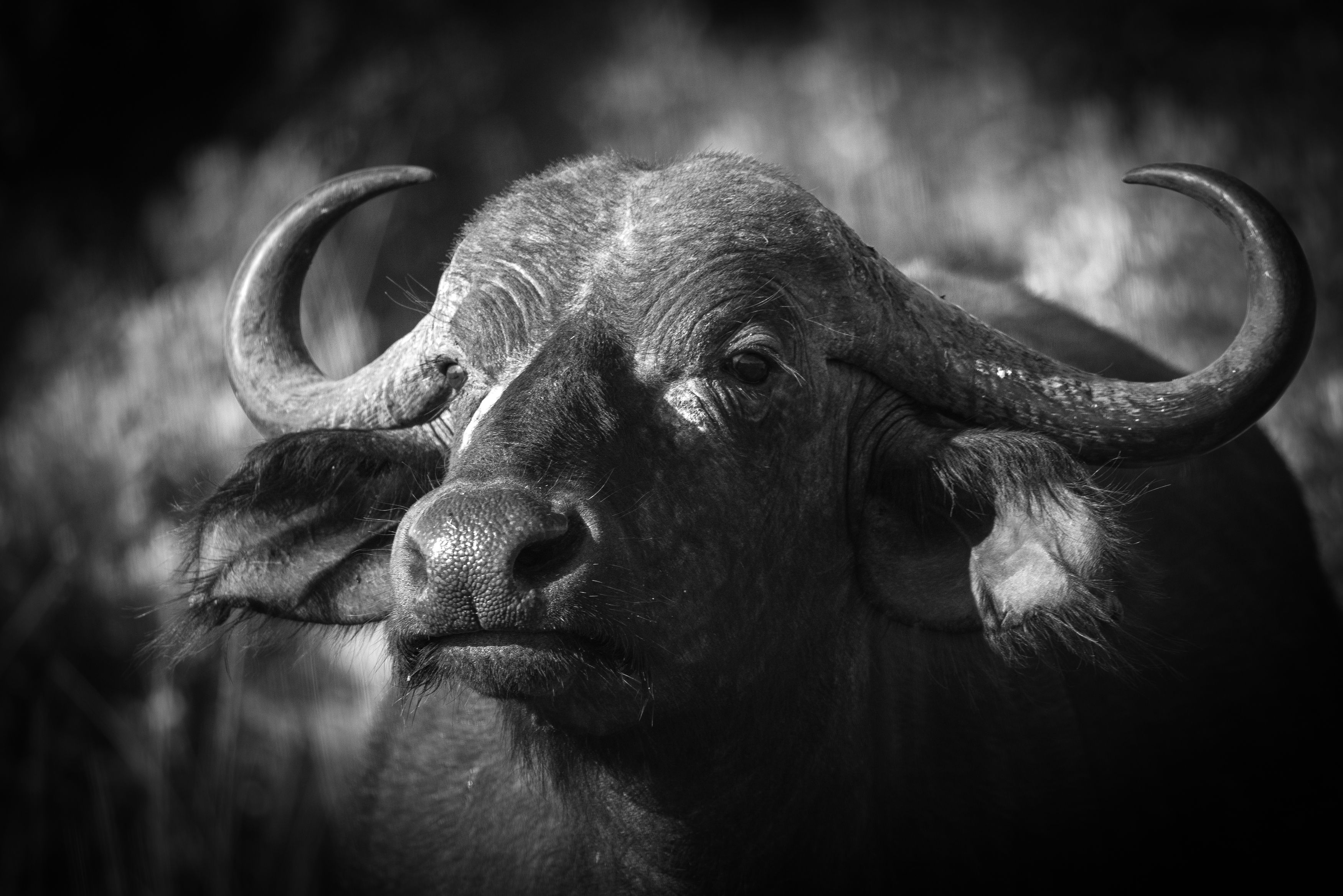 buffalo, africa, animal, safari, kenya, mammal,, Roman Bevzenko