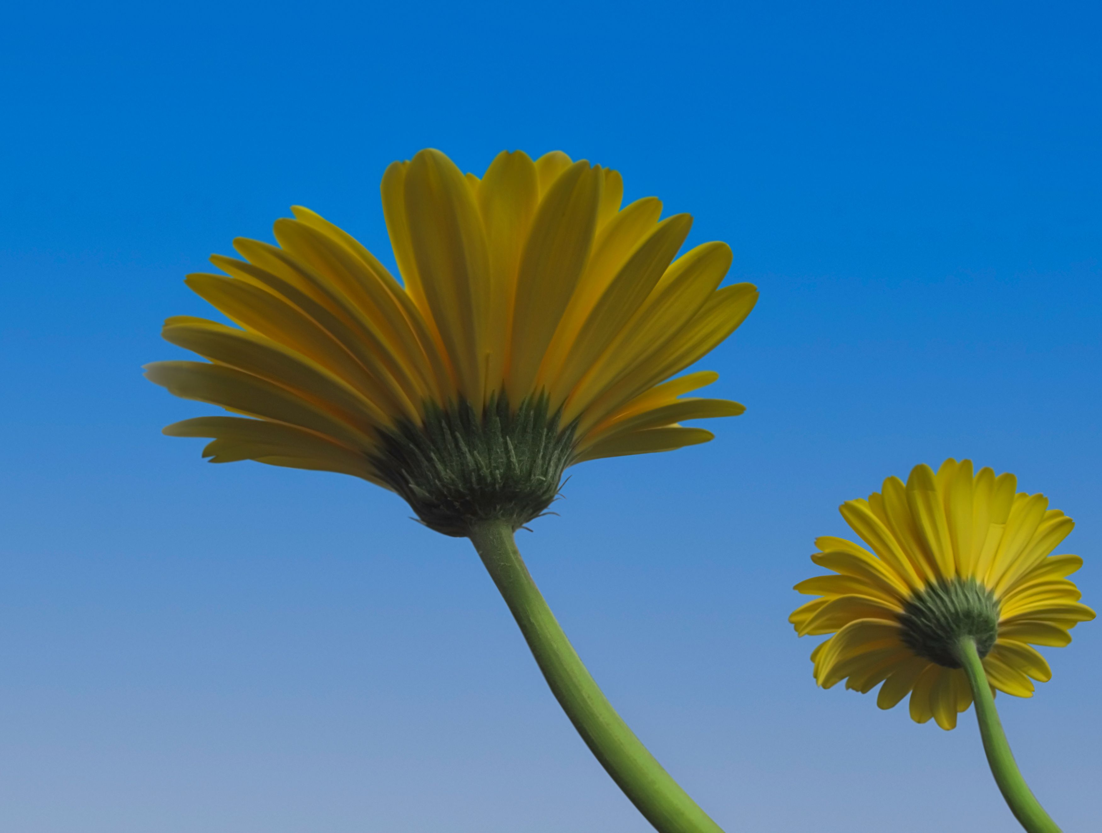yellow, gerbera,  sky background, flowers, DZINTRA REGINA JANSONE