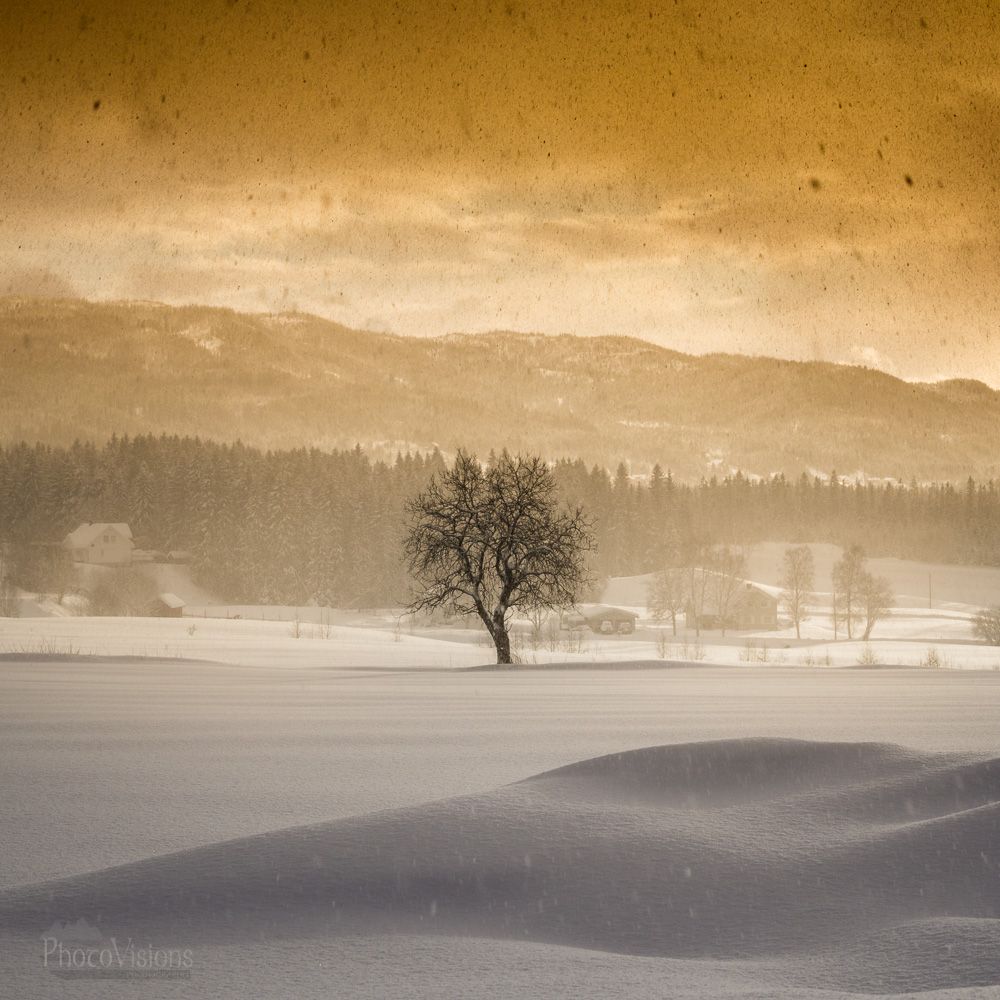 winter,snow,treemsnowy,light,norway,, Adrian Szatewicz
