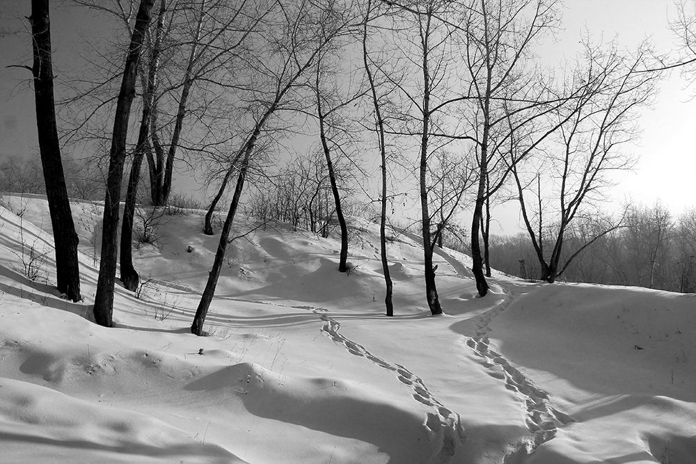 зима, пейзаж, черно-белое, Курочкина Диана