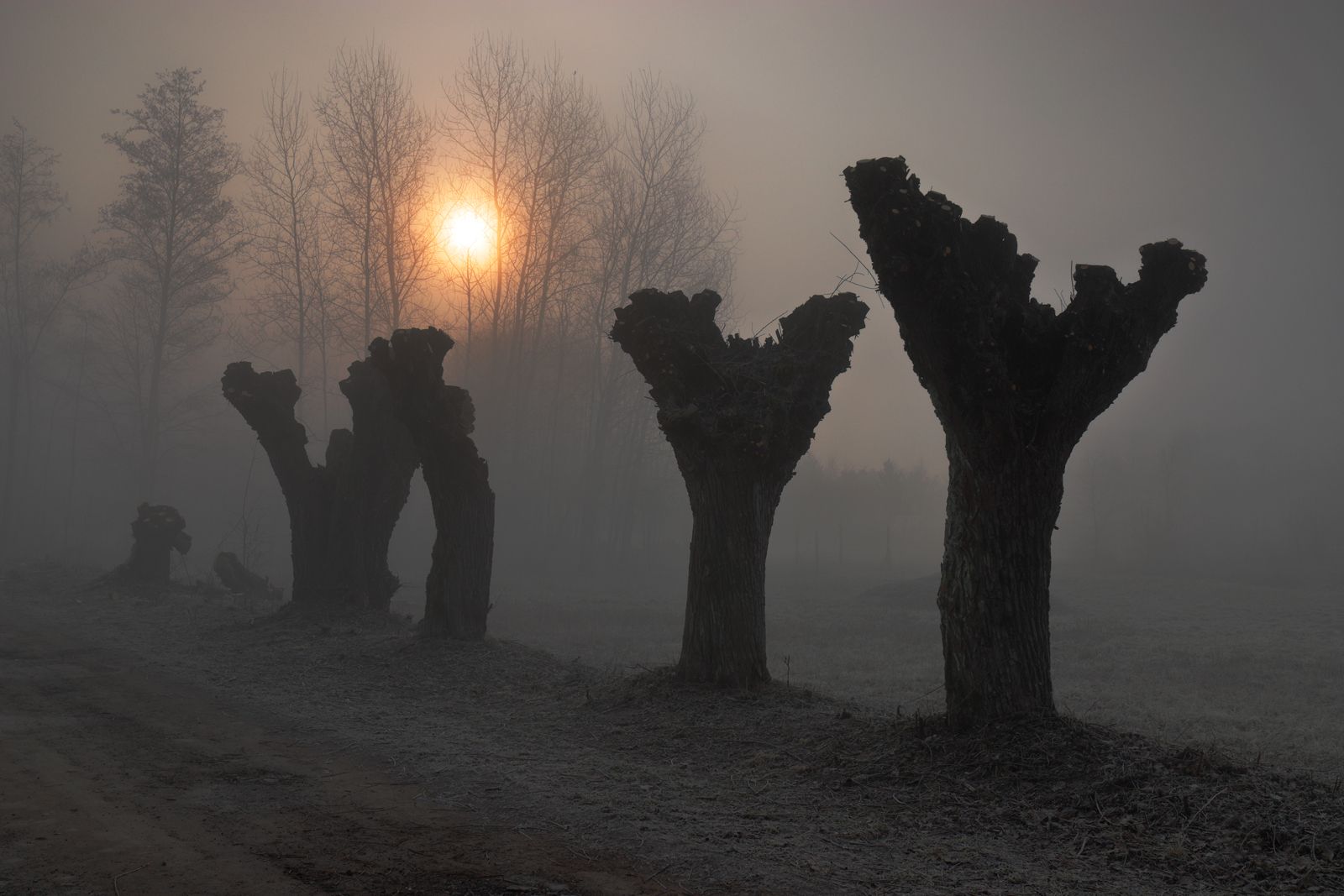 tree, willow, morning, sun, sunrise, mood, mist, fog,, Jacek Lisiewicz