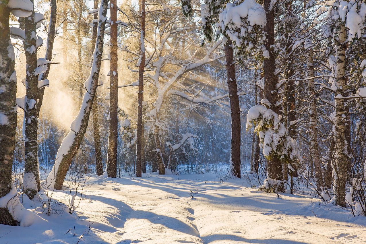 январь лес снег свет воронино, Дмитрий Алексеев