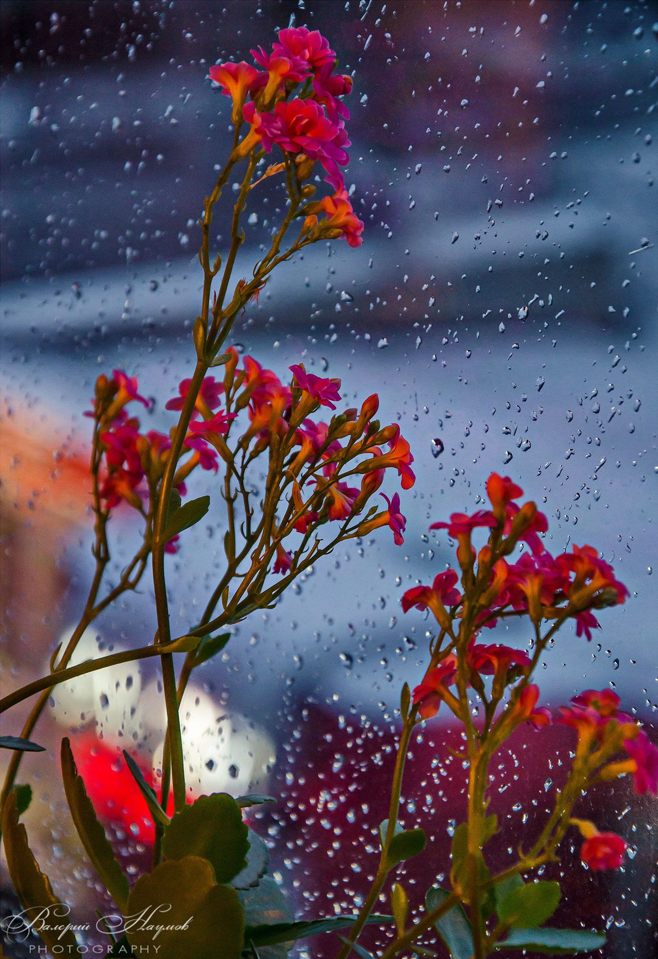 зима, окно, дождь, снег, цветы, Валерий Наумов