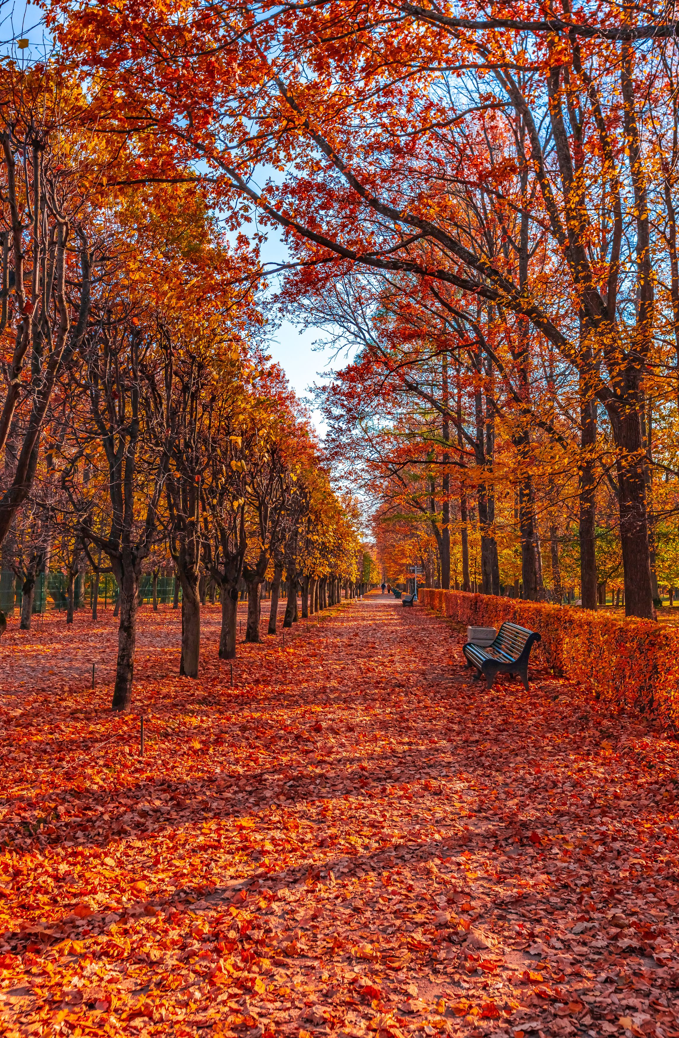 autumn, russia, pushkino,  Роман