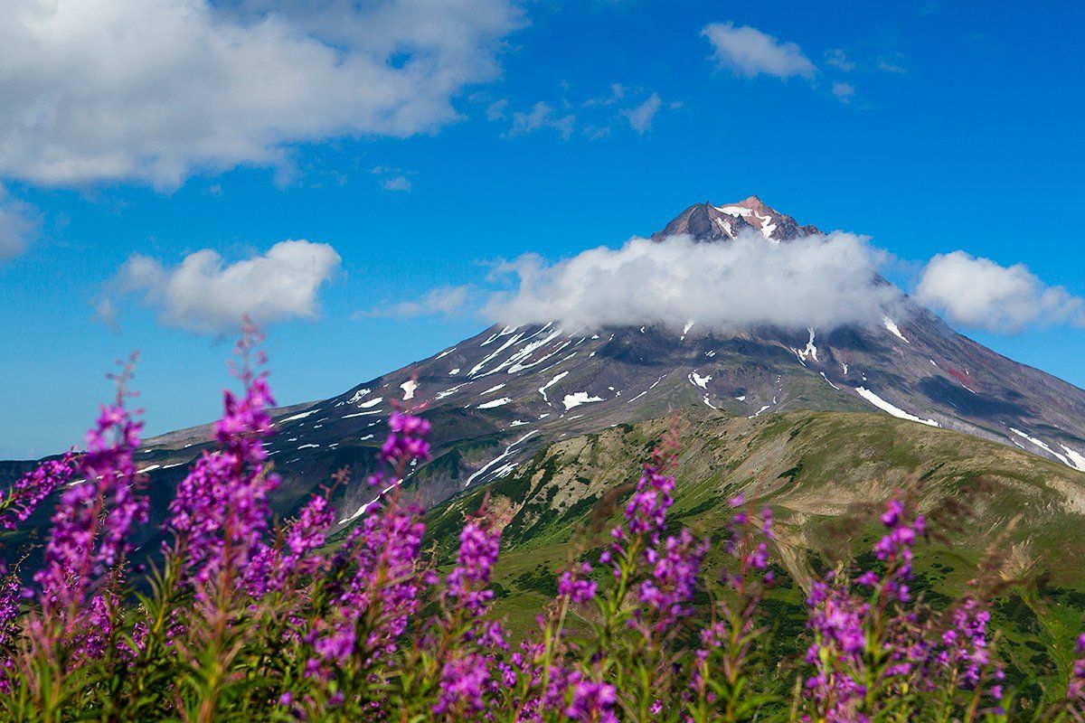 камчатка, вулкан, цветы, лето, Денис Будьков